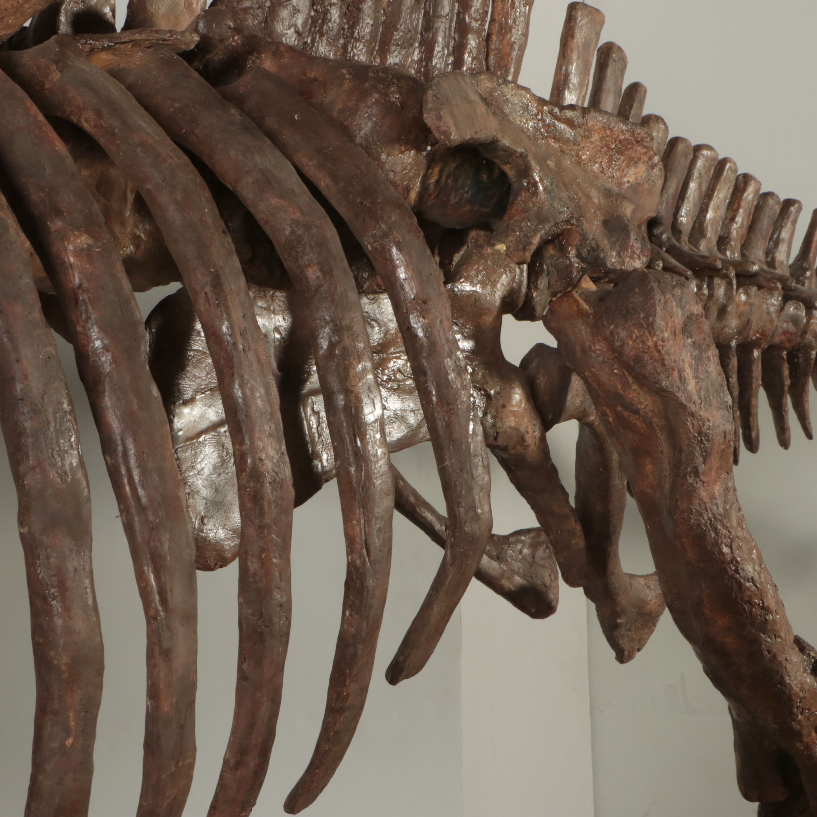 Full-Scale Cast Hadrosaur Dinosaur Skeleton Model