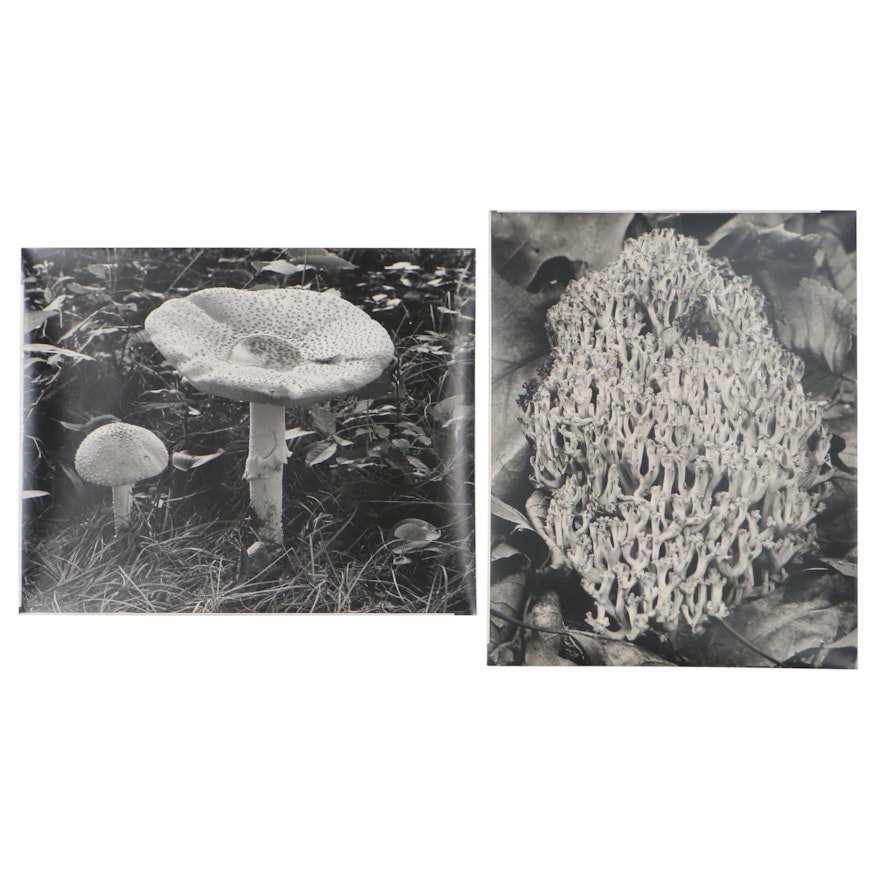 Grant Haist Silver Print Photographs of Mushrooms