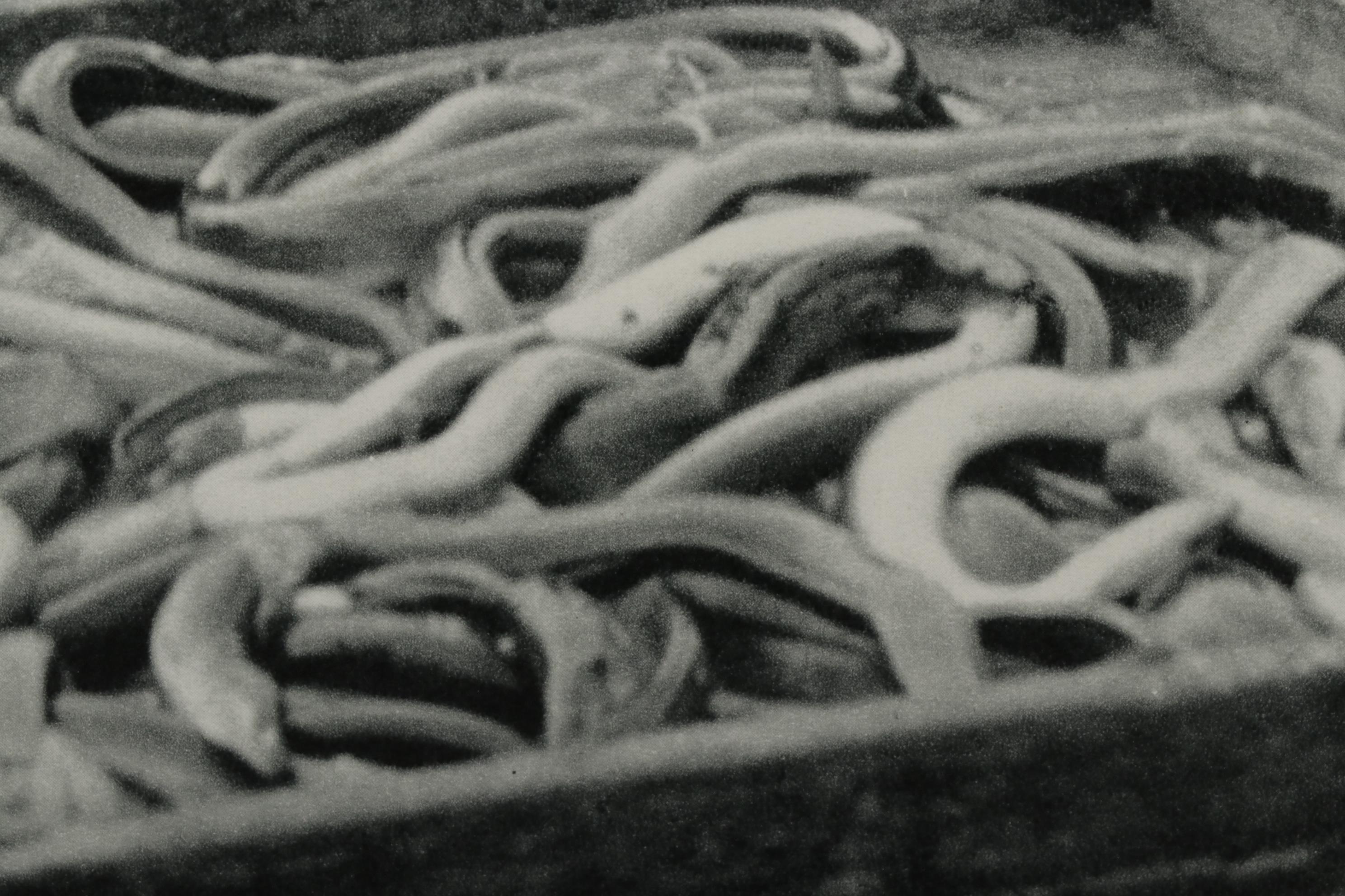 Henri Cartier-Bresson Rotogravure of Fish Market From "The Europeans," 1955