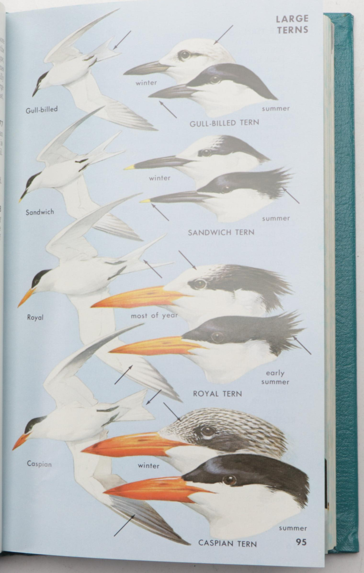 Limited Fourth Edition "A Field Guide to the Birds" by Roger Tory Peterson