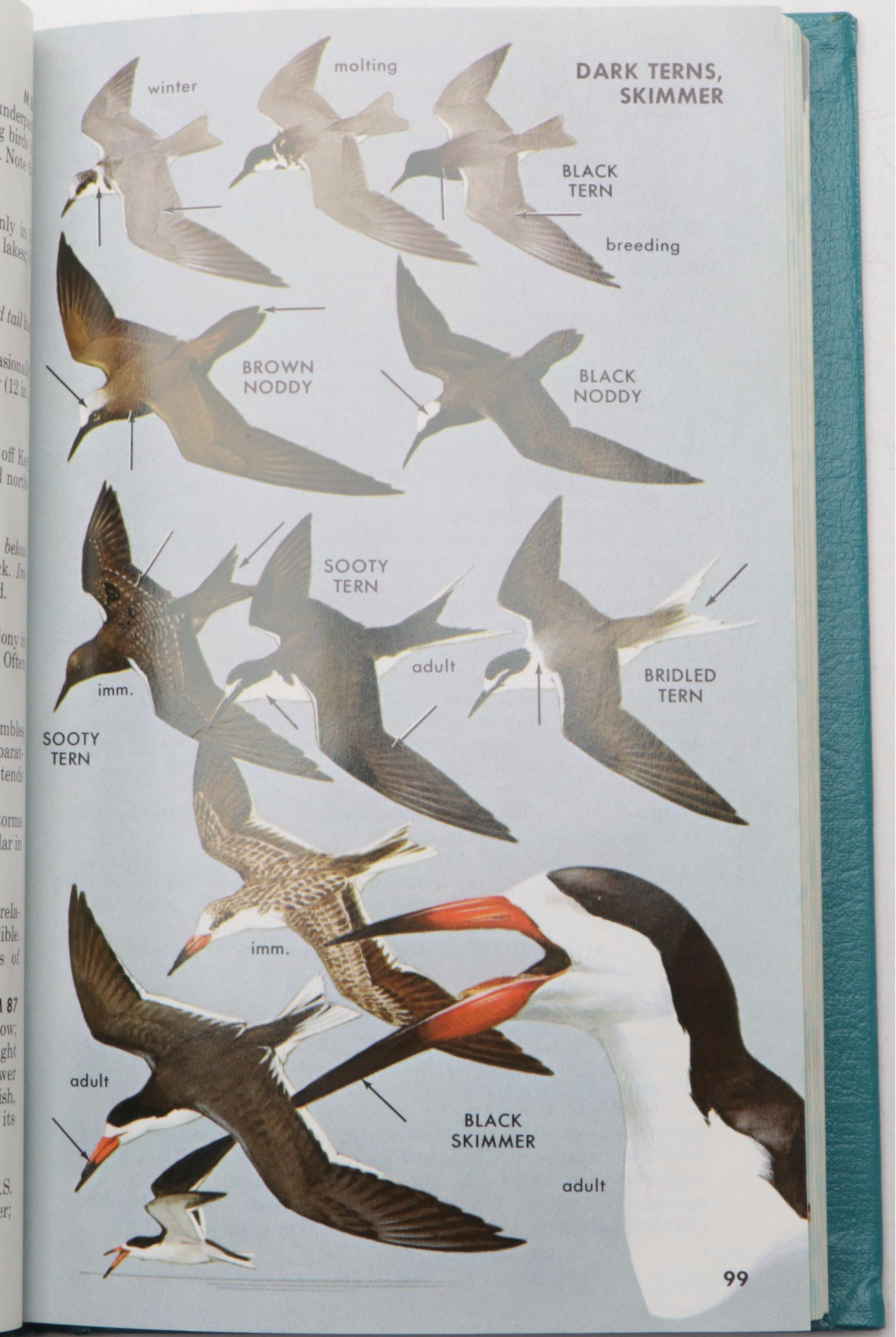 Limited Fourth Edition "A Field Guide to the Birds" by Roger Tory Peterson