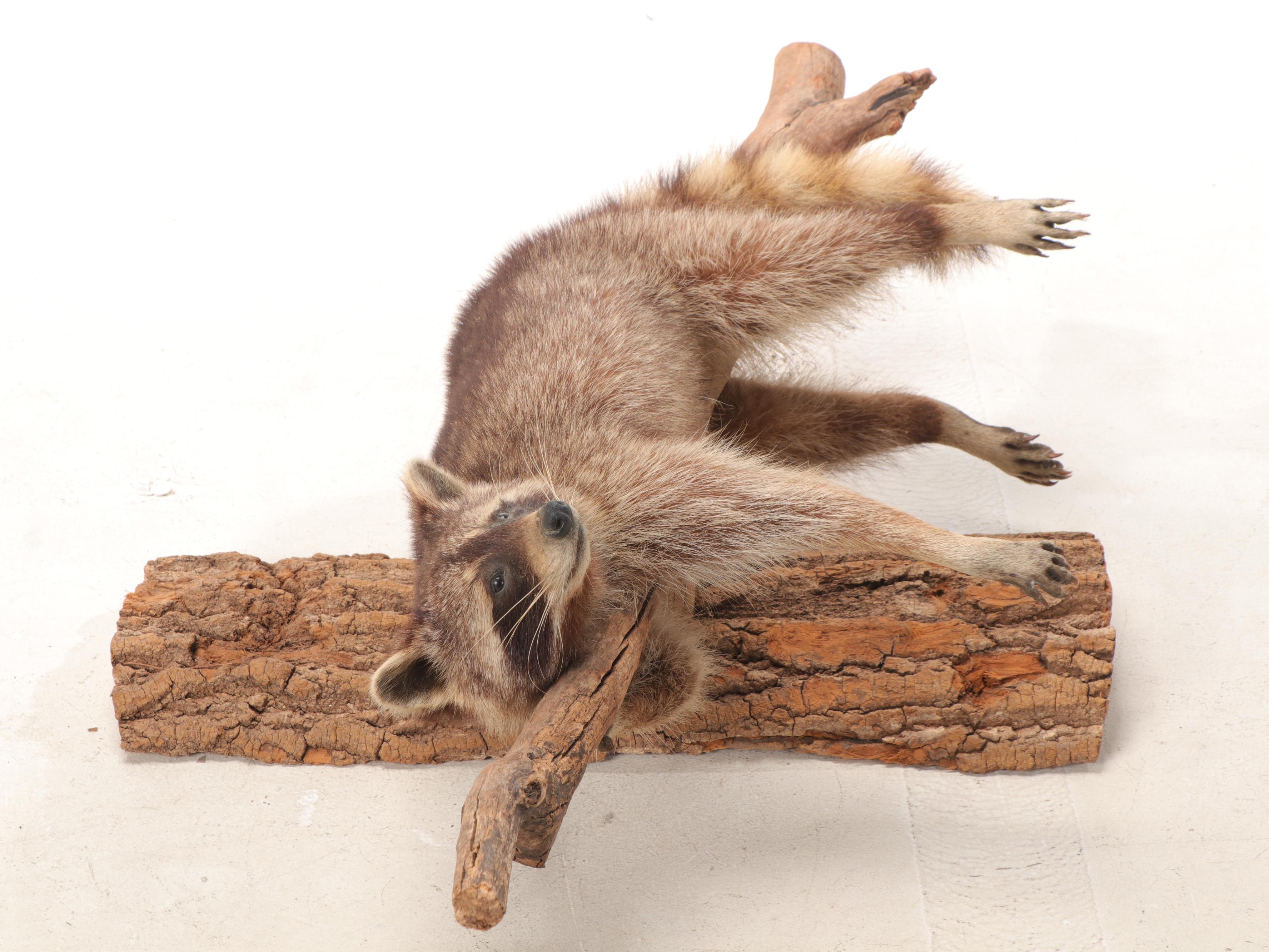 Taxidermy Raccoon Full Body Mount on Branch
