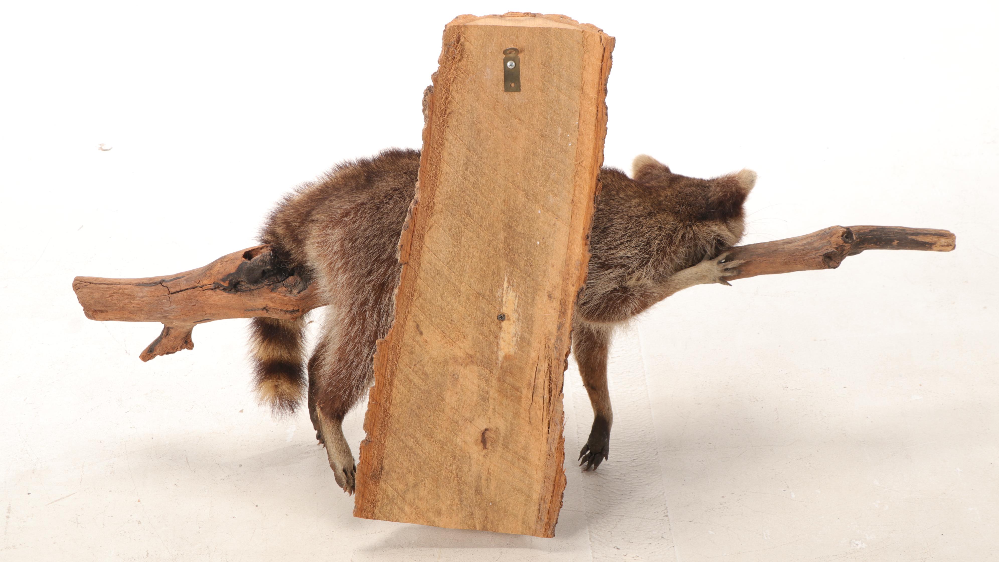 Taxidermy Raccoon Full Body Mount on Branch