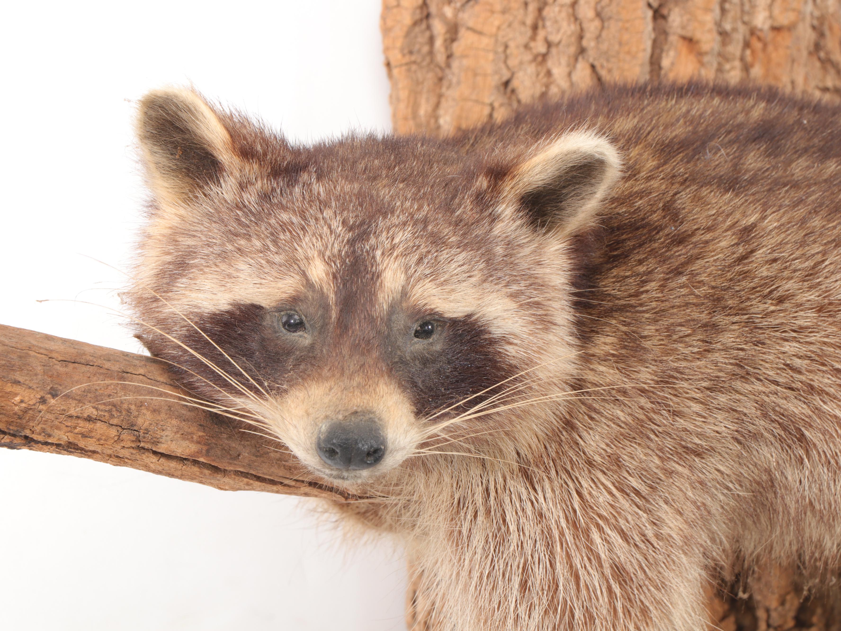 Taxidermy Raccoon Full Body Mount on Branch