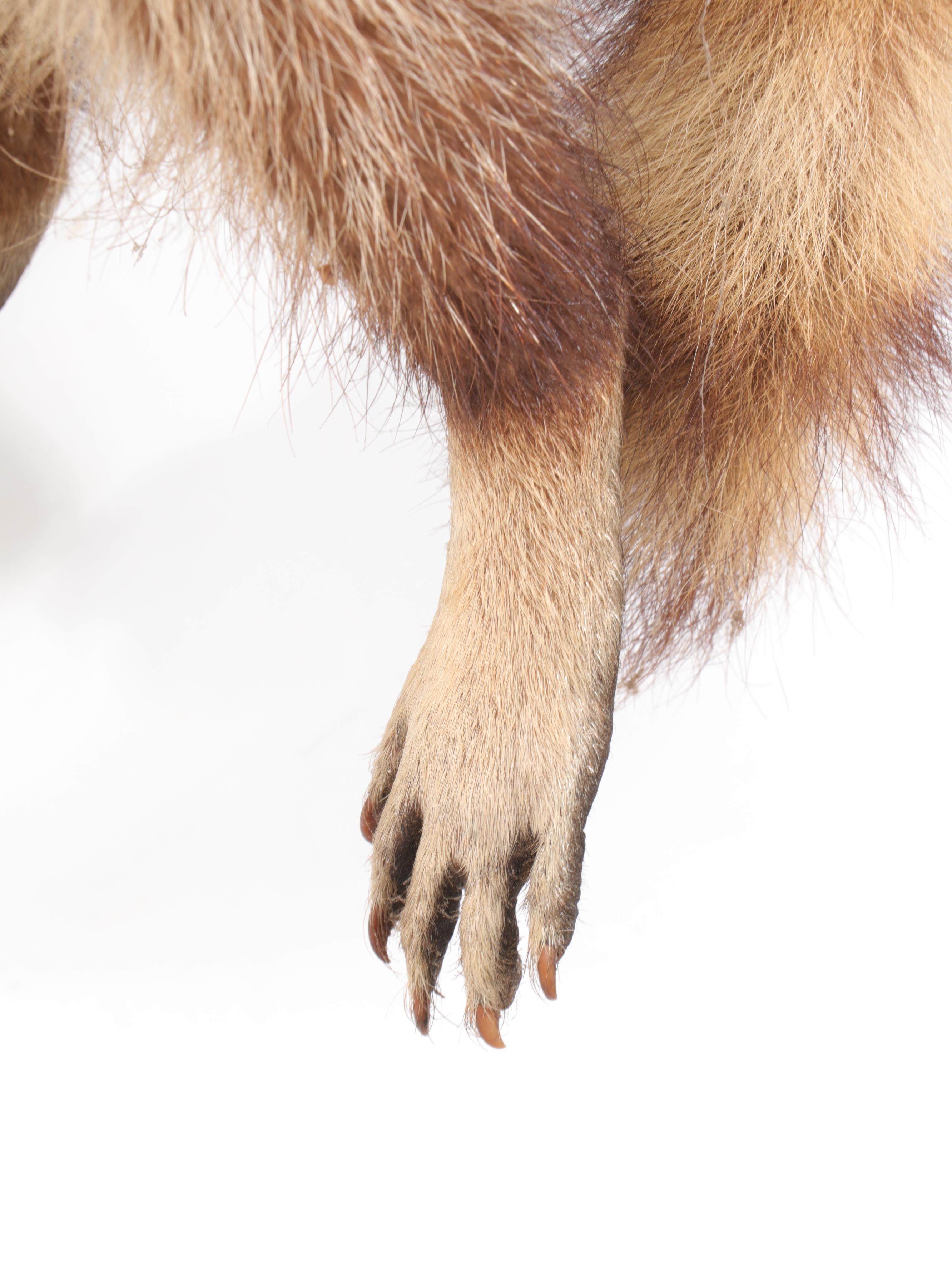 Taxidermy Raccoon Full Body Mount on Branch