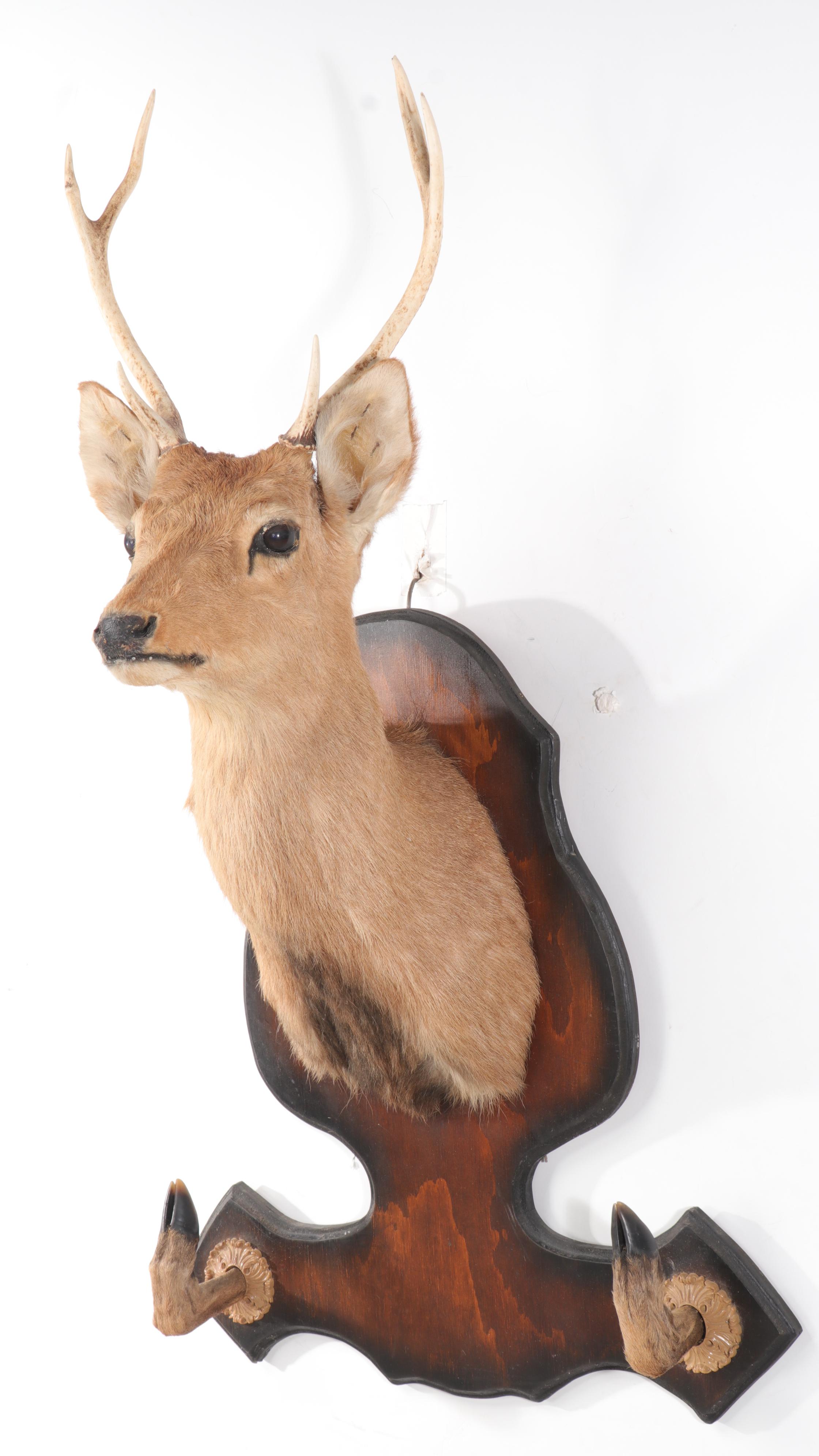 Taxidermy Sika Deer Buck Shoulder Mount and Hoof Gun Rack