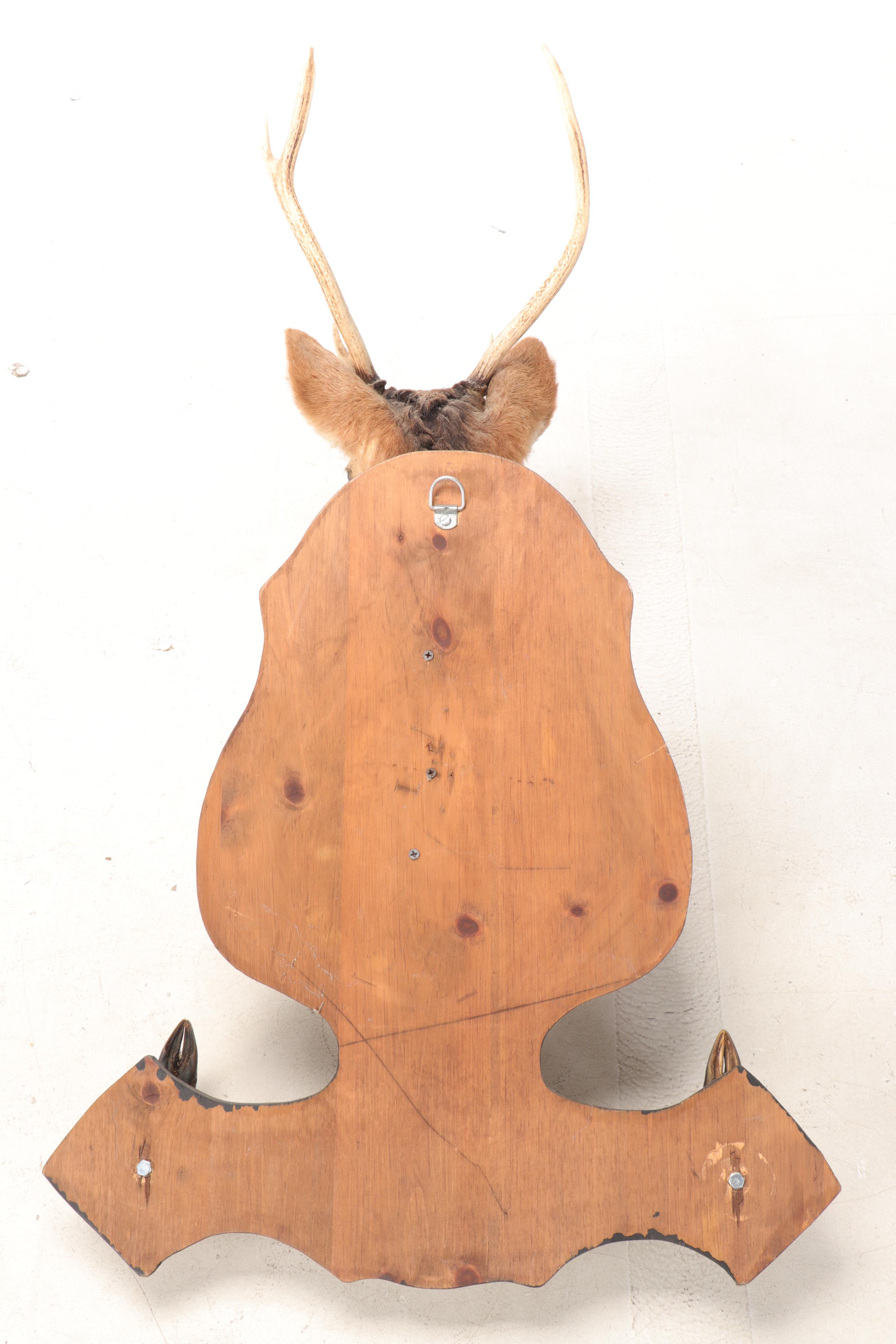 Taxidermy Sika Deer Buck Shoulder Mount and Hoof Gun Rack