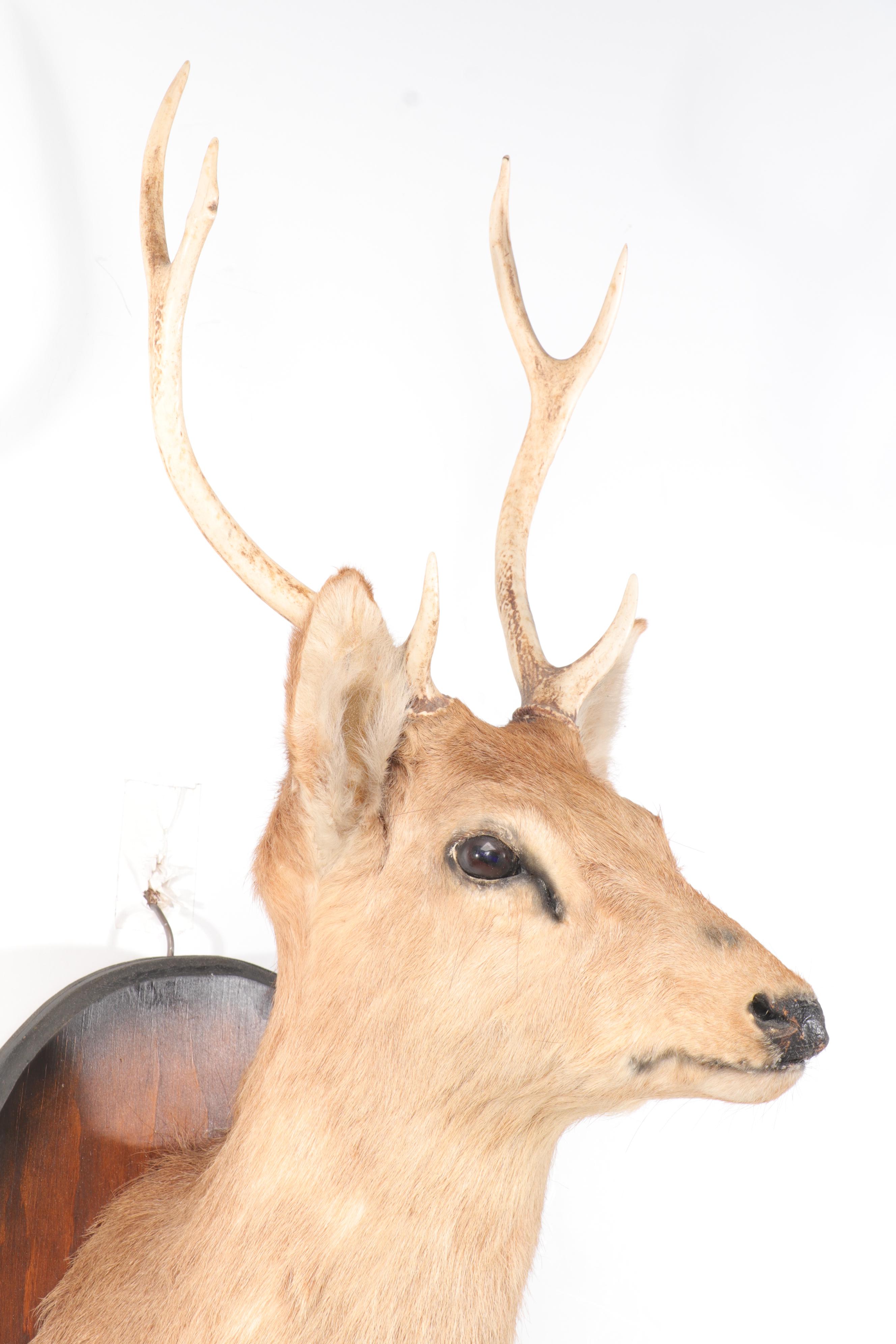 Taxidermy Sika Deer Buck Shoulder Mount and Hoof Gun Rack