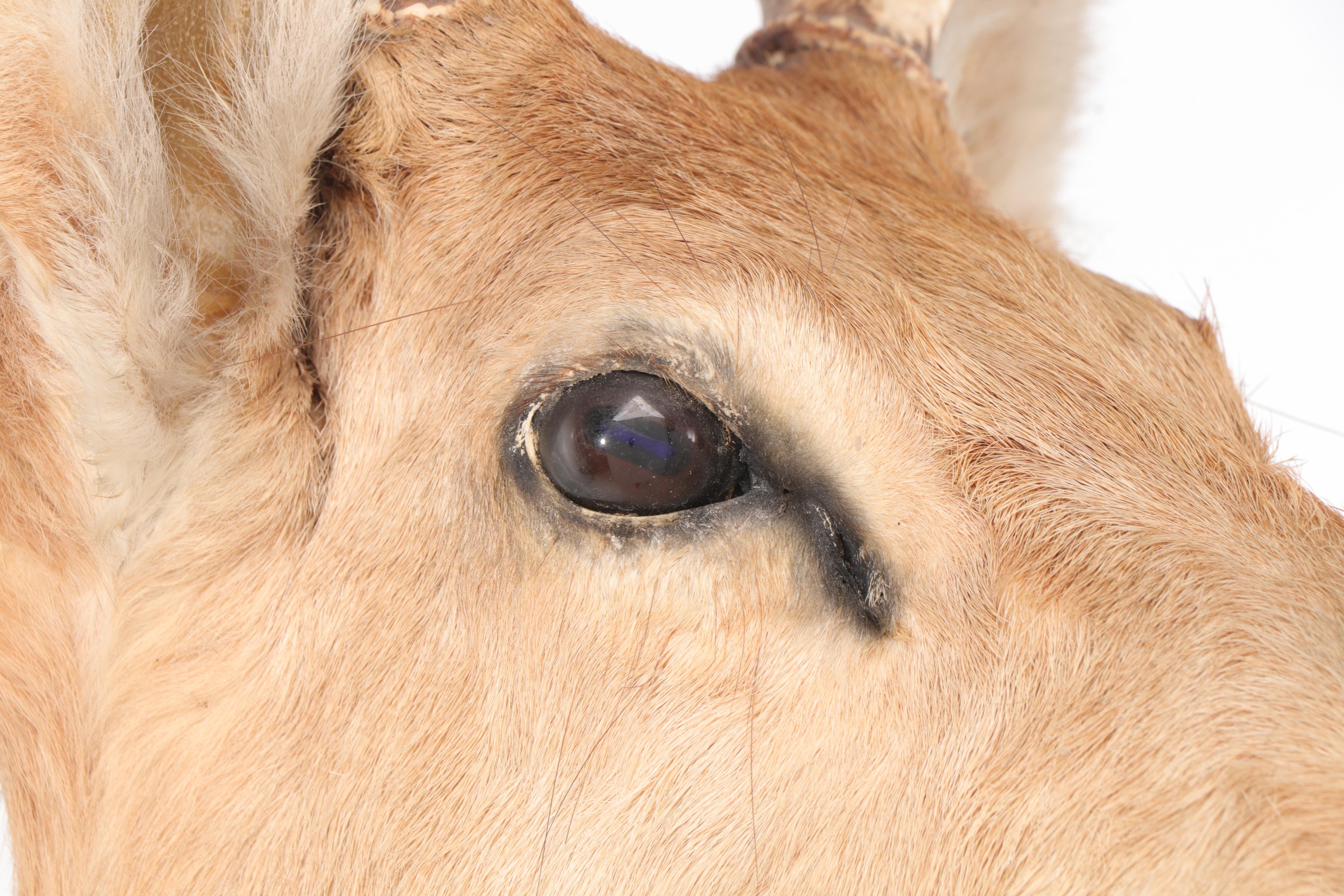 Taxidermy Sika Deer Buck Shoulder Mount and Hoof Gun Rack