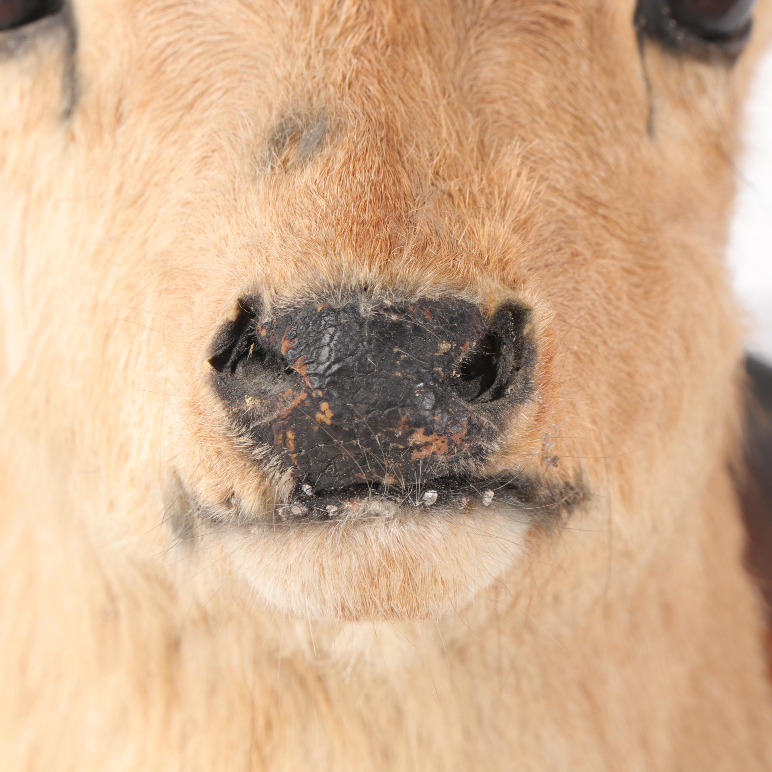 Taxidermy Sika Deer Buck Shoulder Mount and Hoof Gun Rack