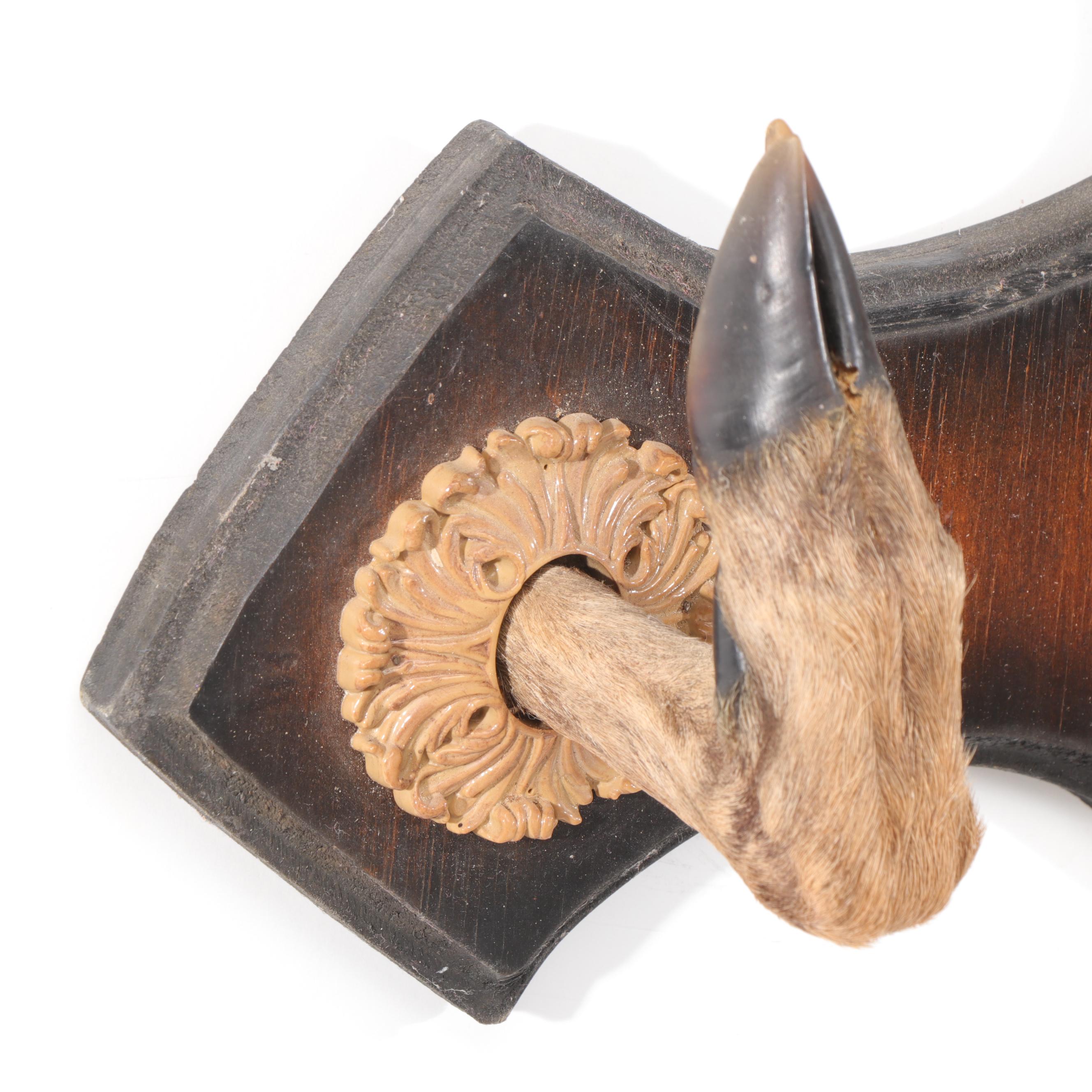 Taxidermy Sika Deer Buck Shoulder Mount and Hoof Gun Rack