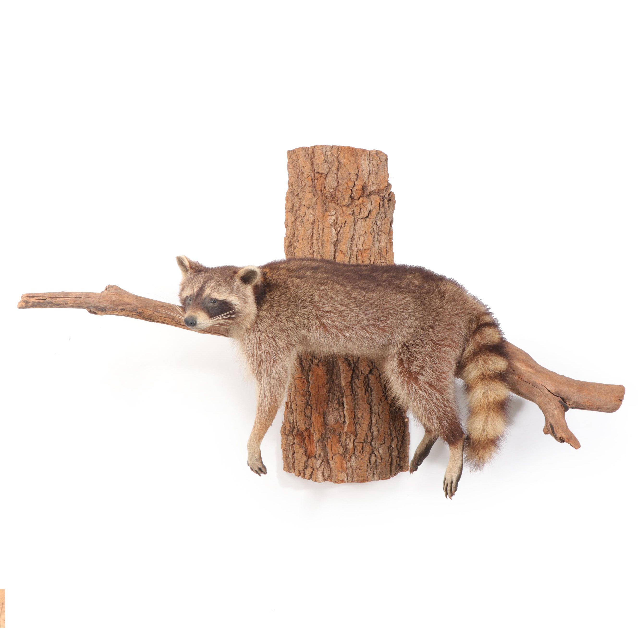 Taxidermy Raccoon Full Body Mount on Branch