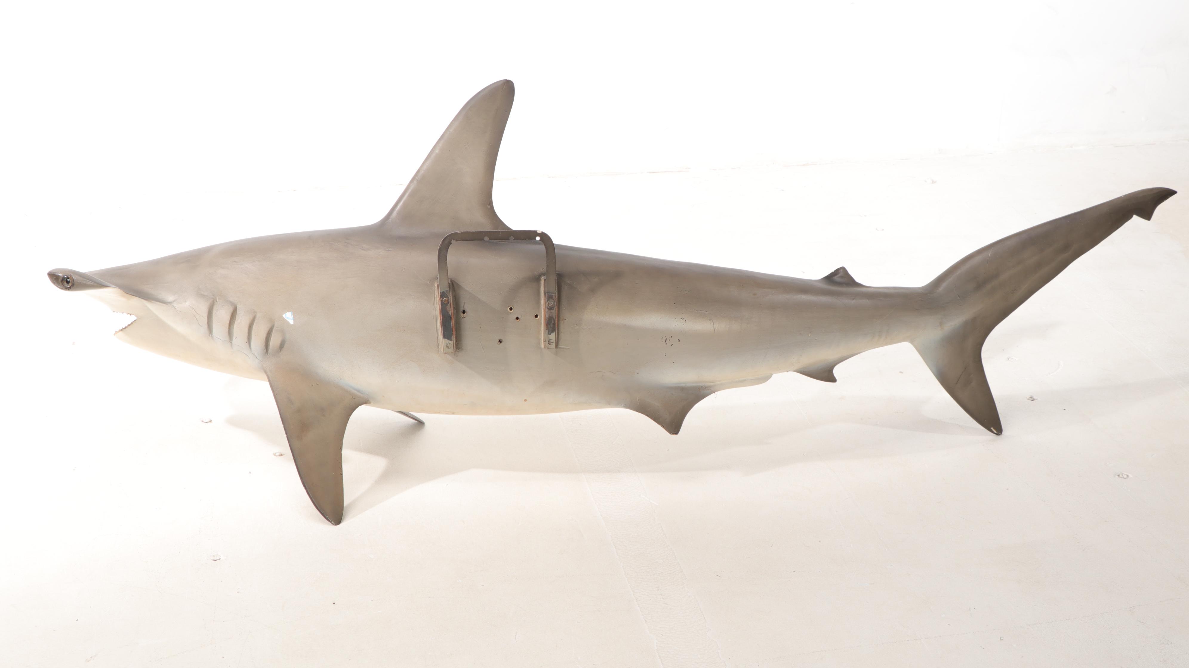 Hammerhead Shark Taxidermy Mount
