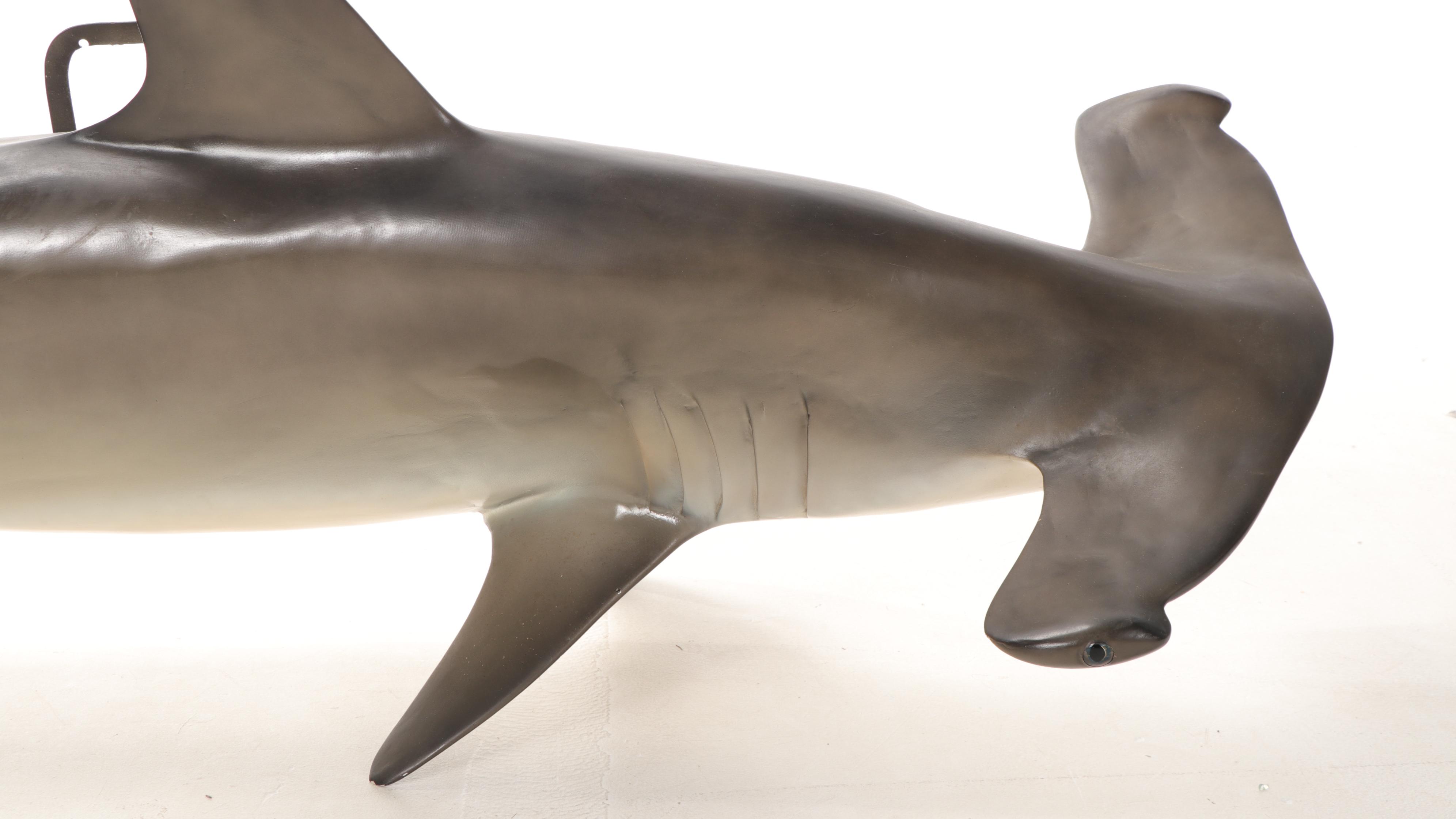 Hammerhead Shark Taxidermy Mount