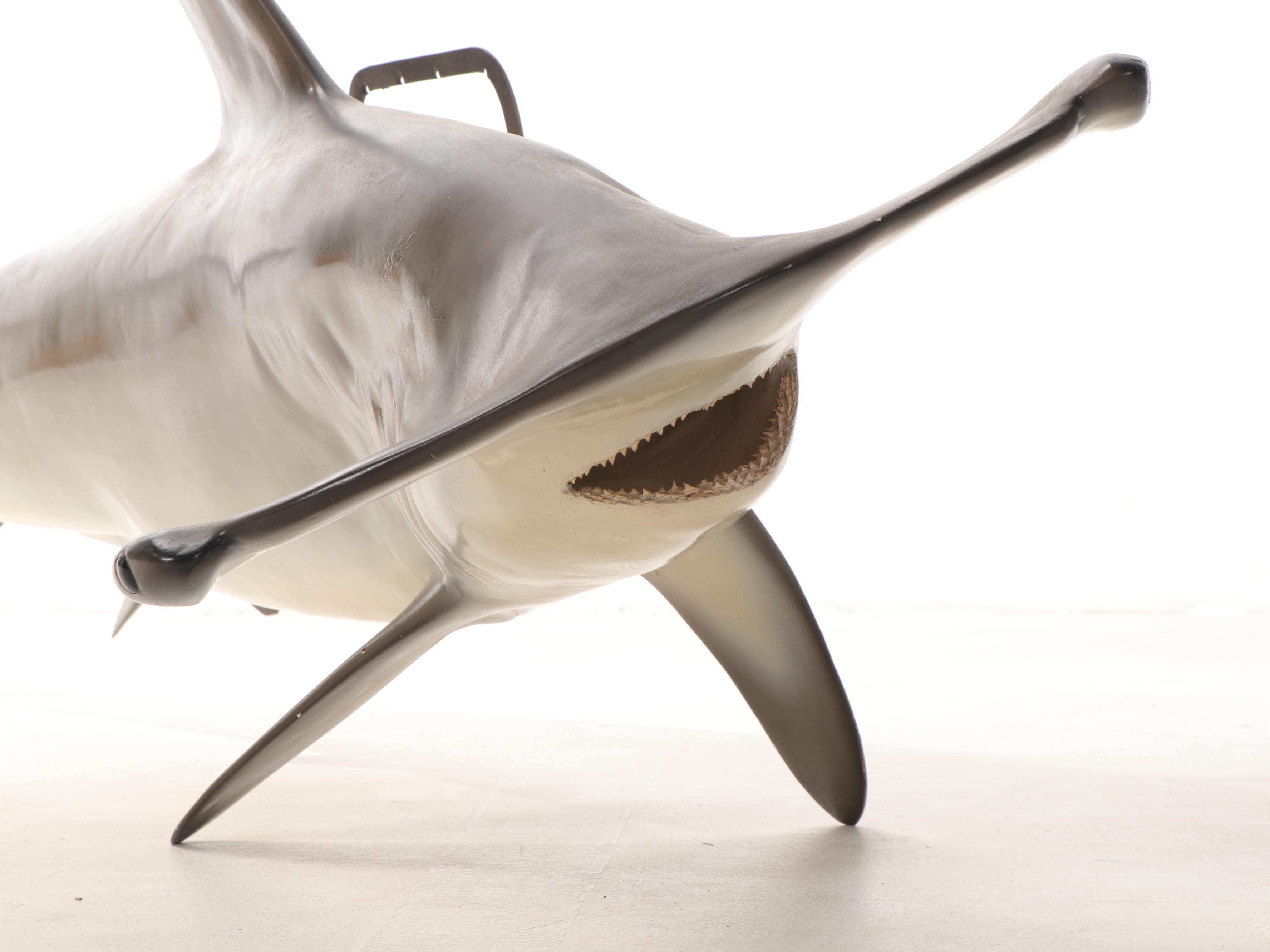 Hammerhead Shark Taxidermy Mount