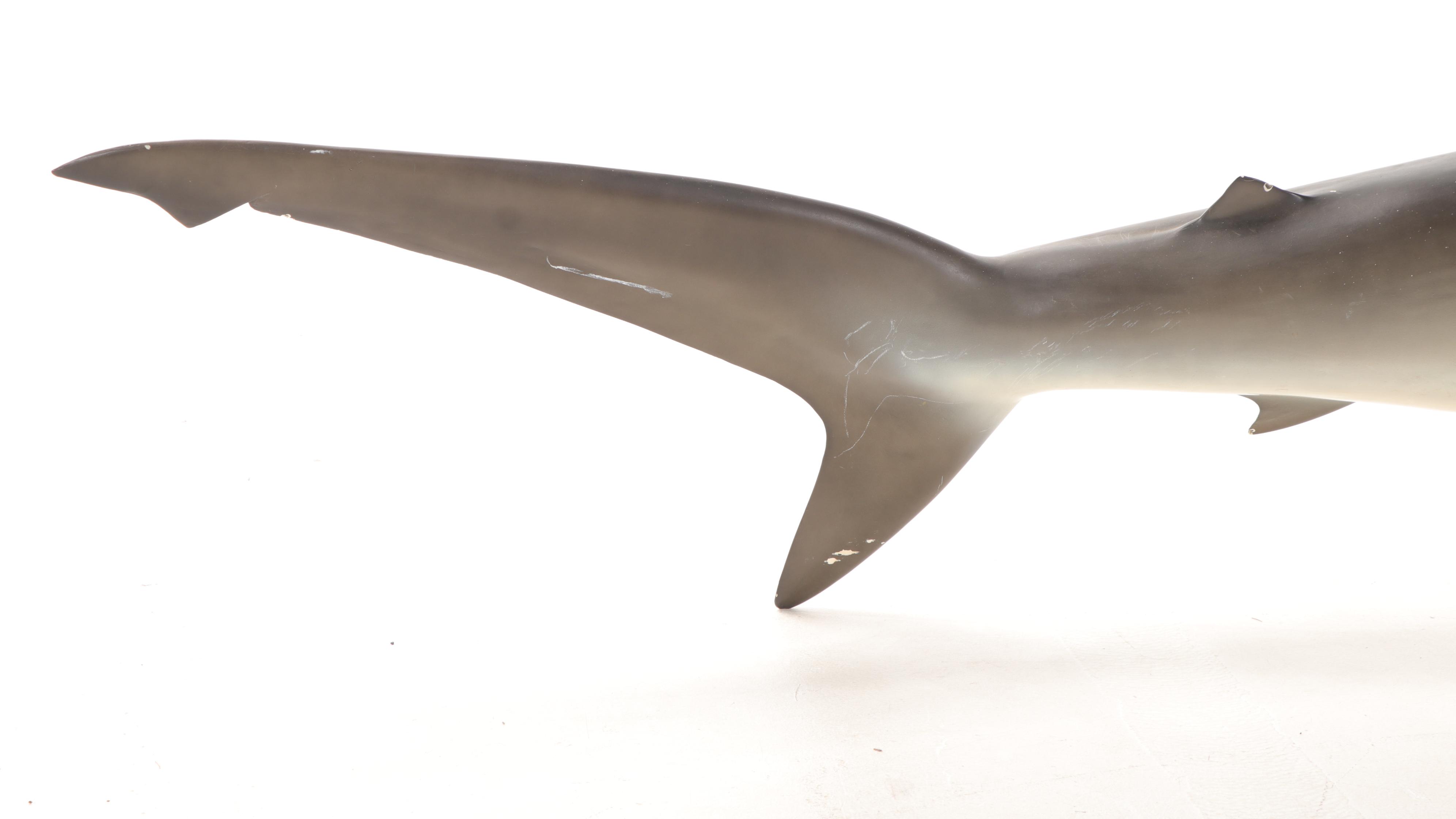 Hammerhead Shark Taxidermy Mount