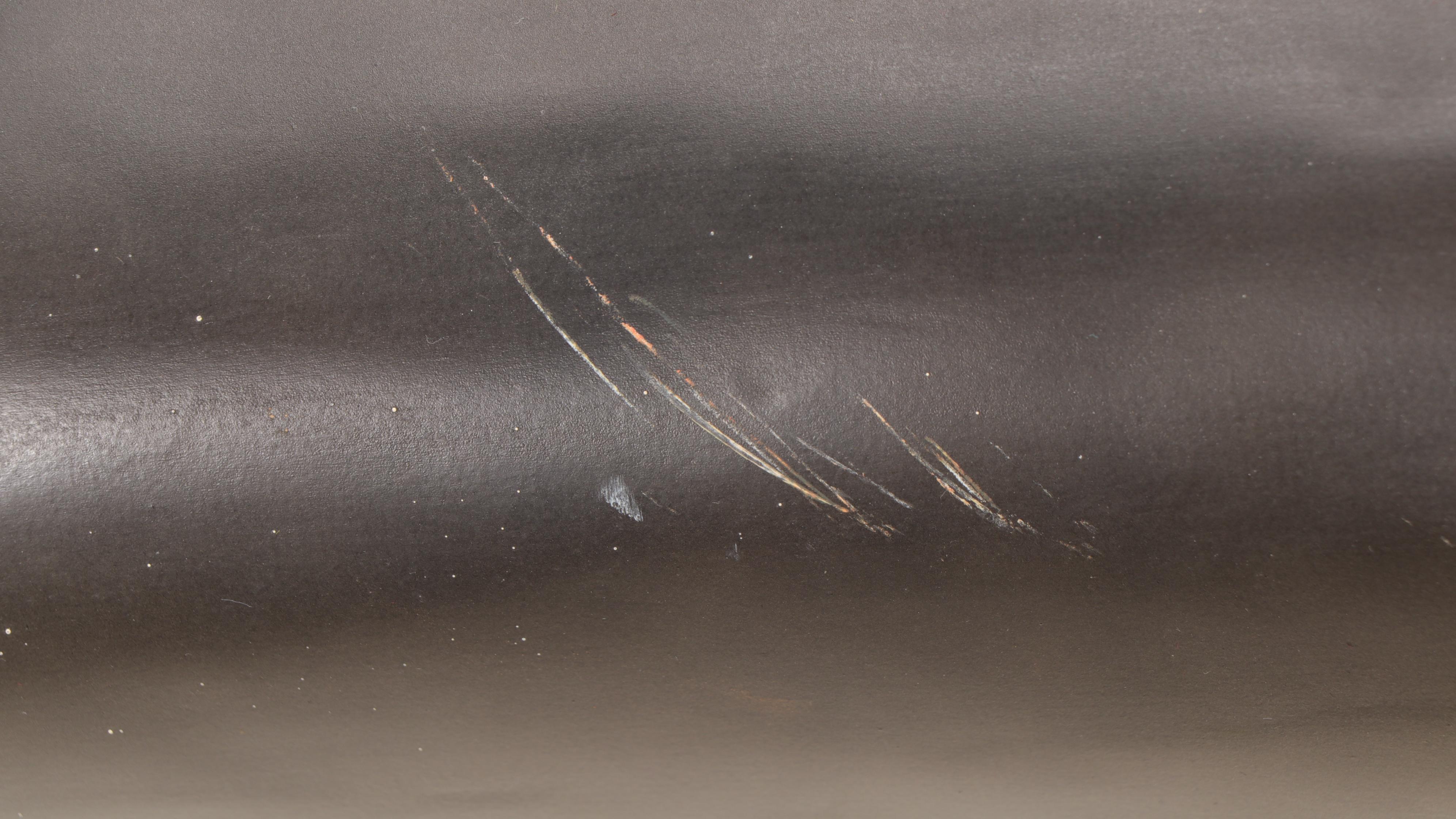 Hammerhead Shark Taxidermy Mount