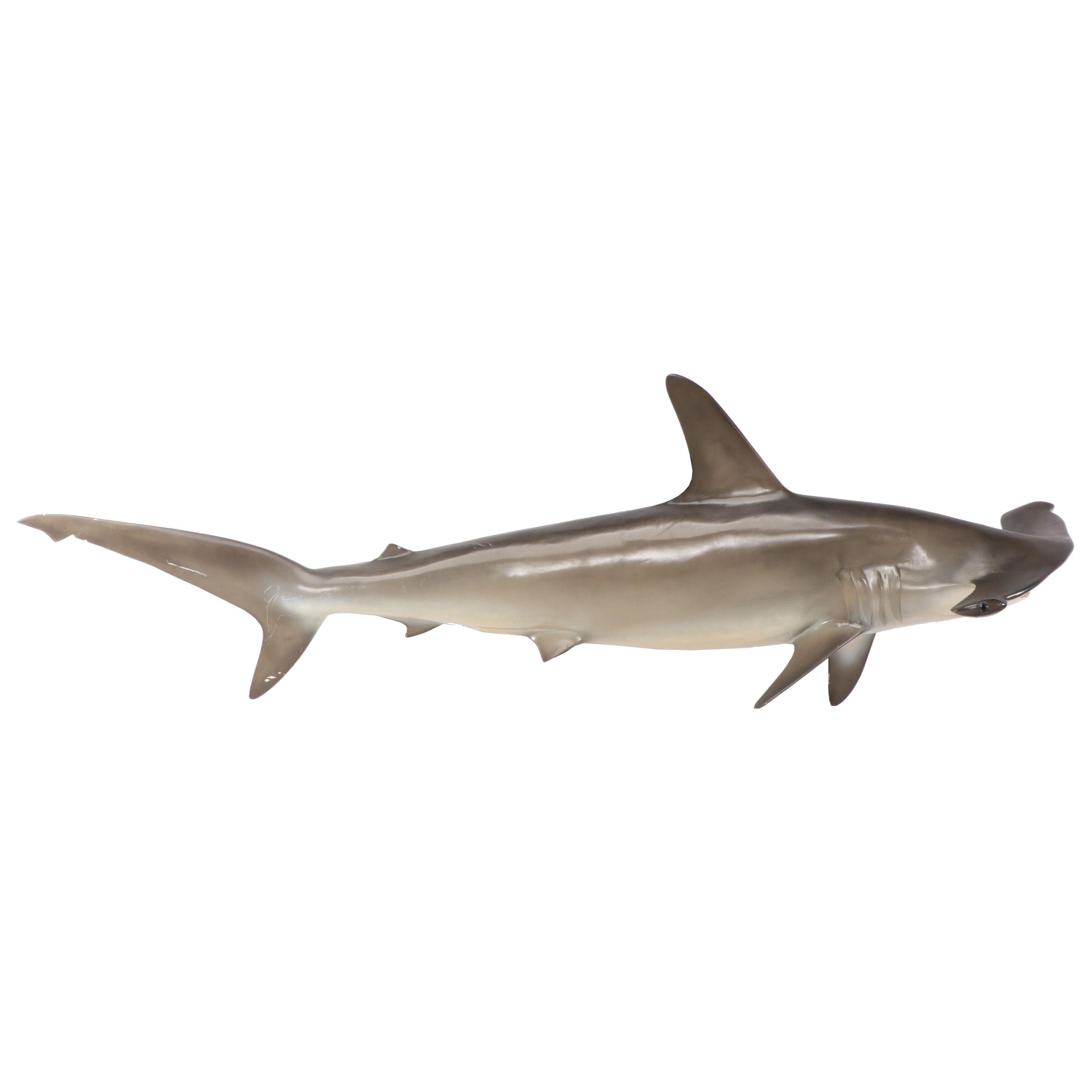 Hammerhead Shark Taxidermy Mount