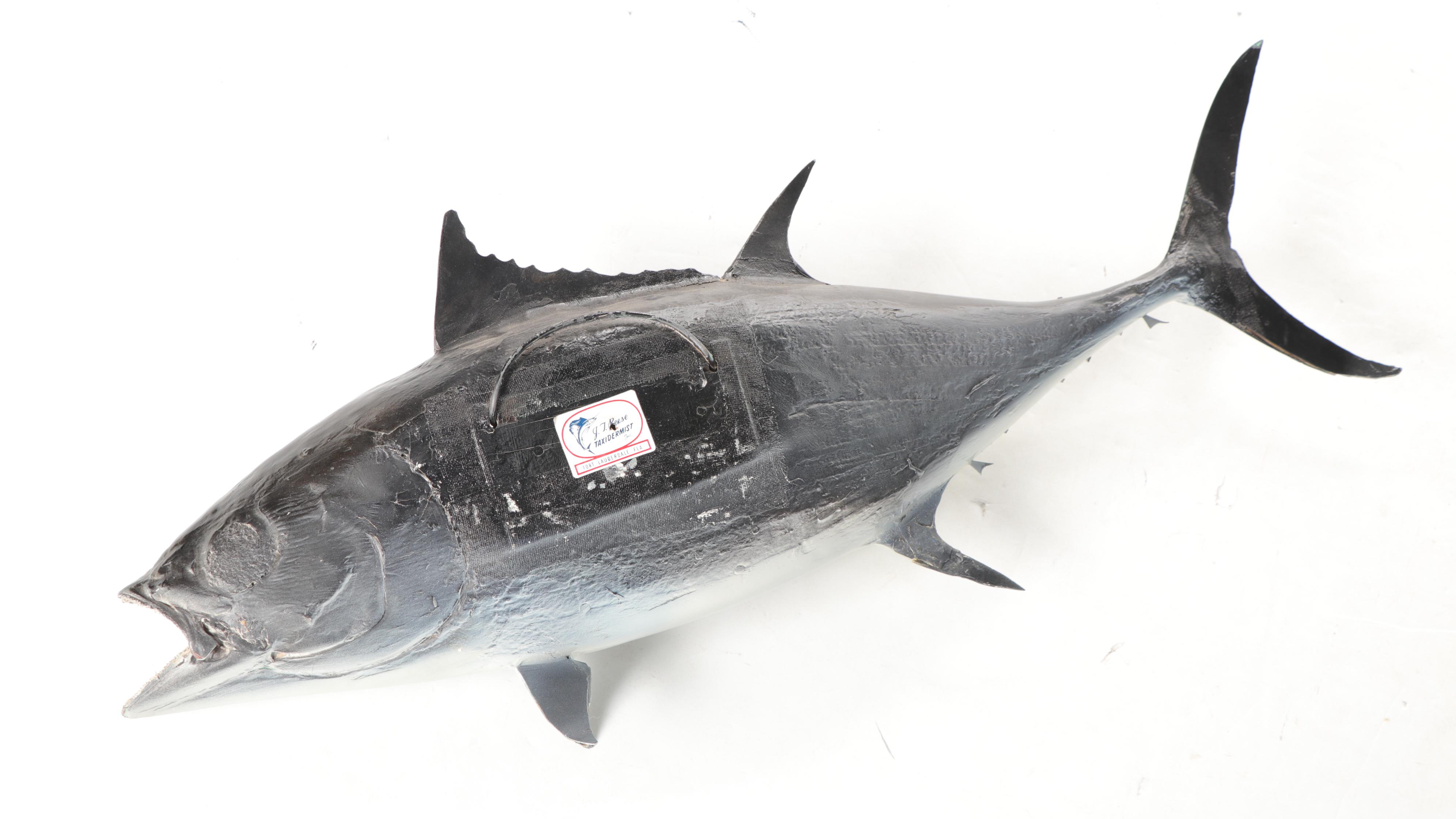 Taxidermy Yellowfin Tuna Full Body Mount