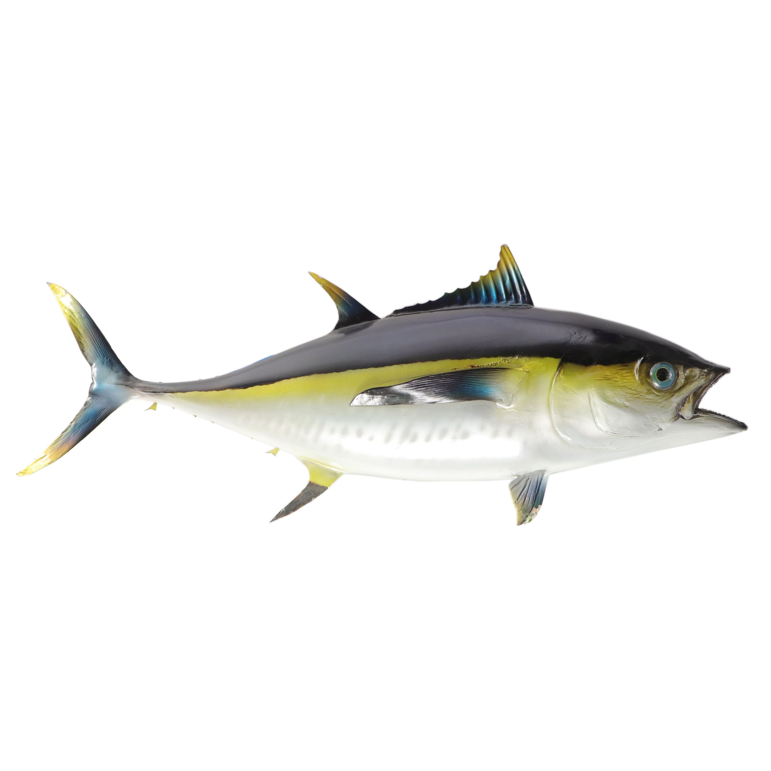 Taxidermy Yellowfin Tuna Full Body Mount