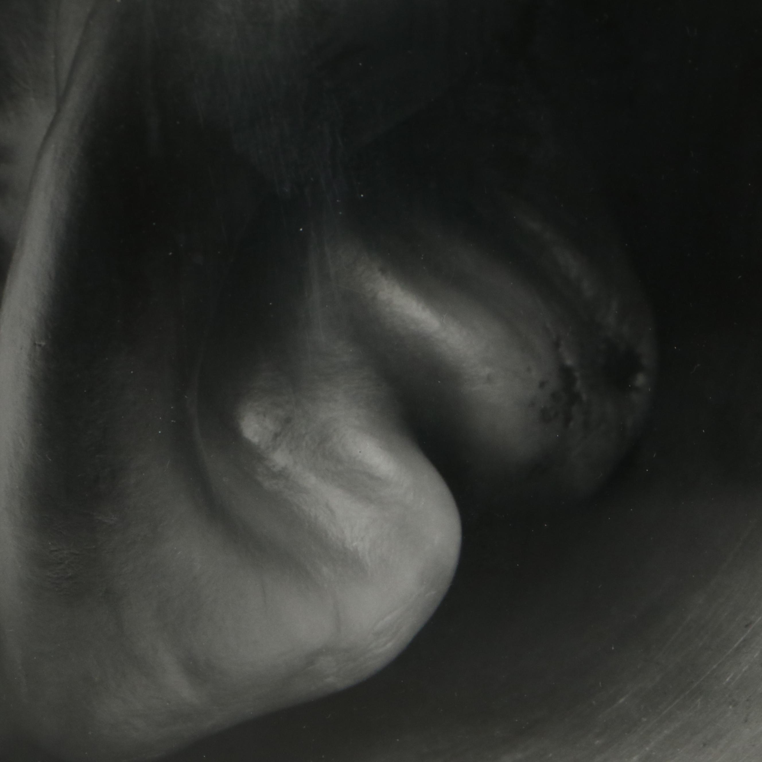 Edward Weston Silver Gelatin Photograph "Pepper (No. 30)"