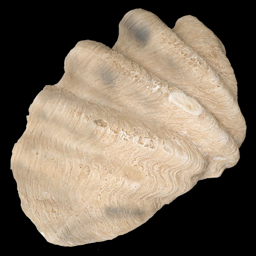 Faux Ruffled Giant Clam Half-Shell