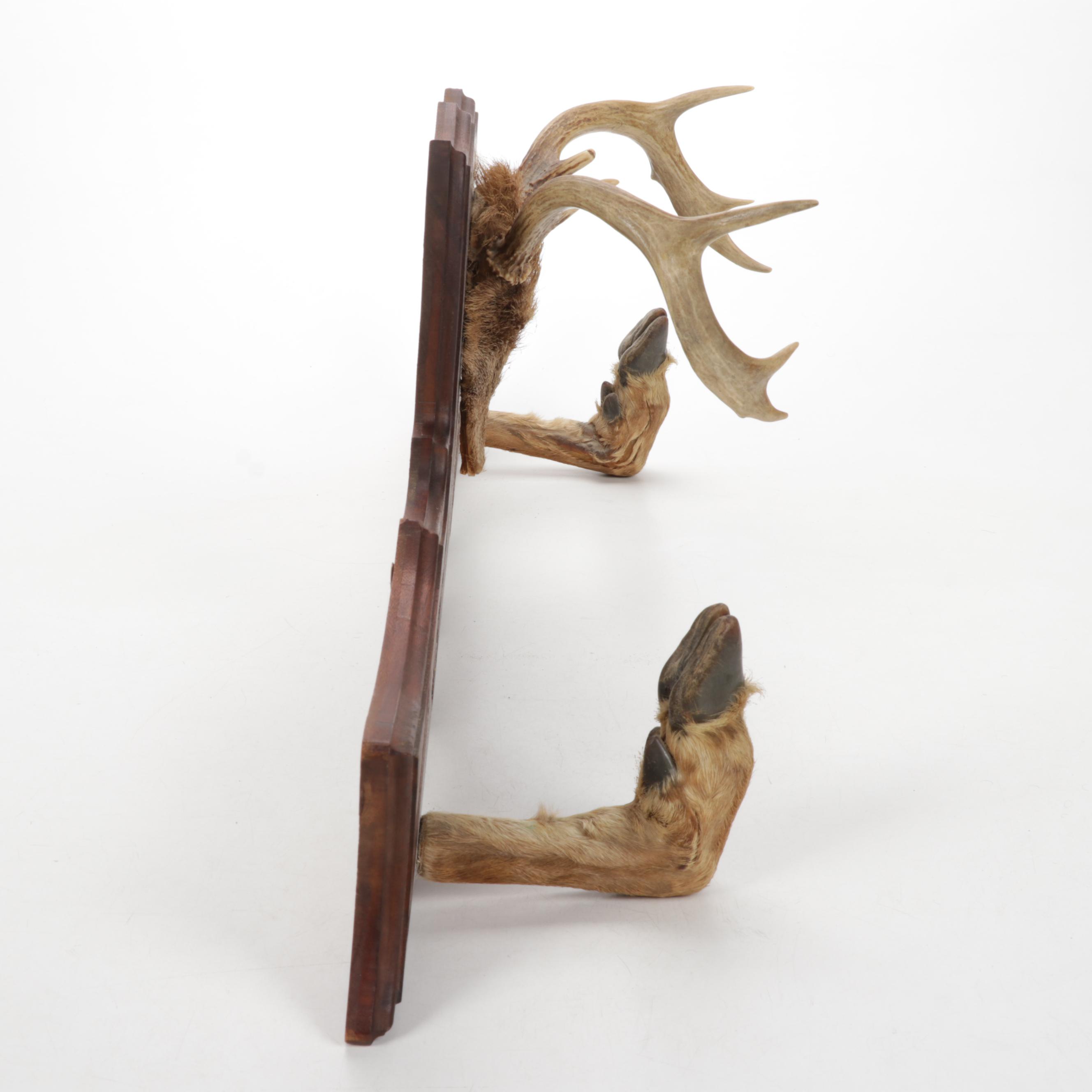 Deer Trophy Mount with Hooves Gun Rack on Carved Walnut Plaque, 1966