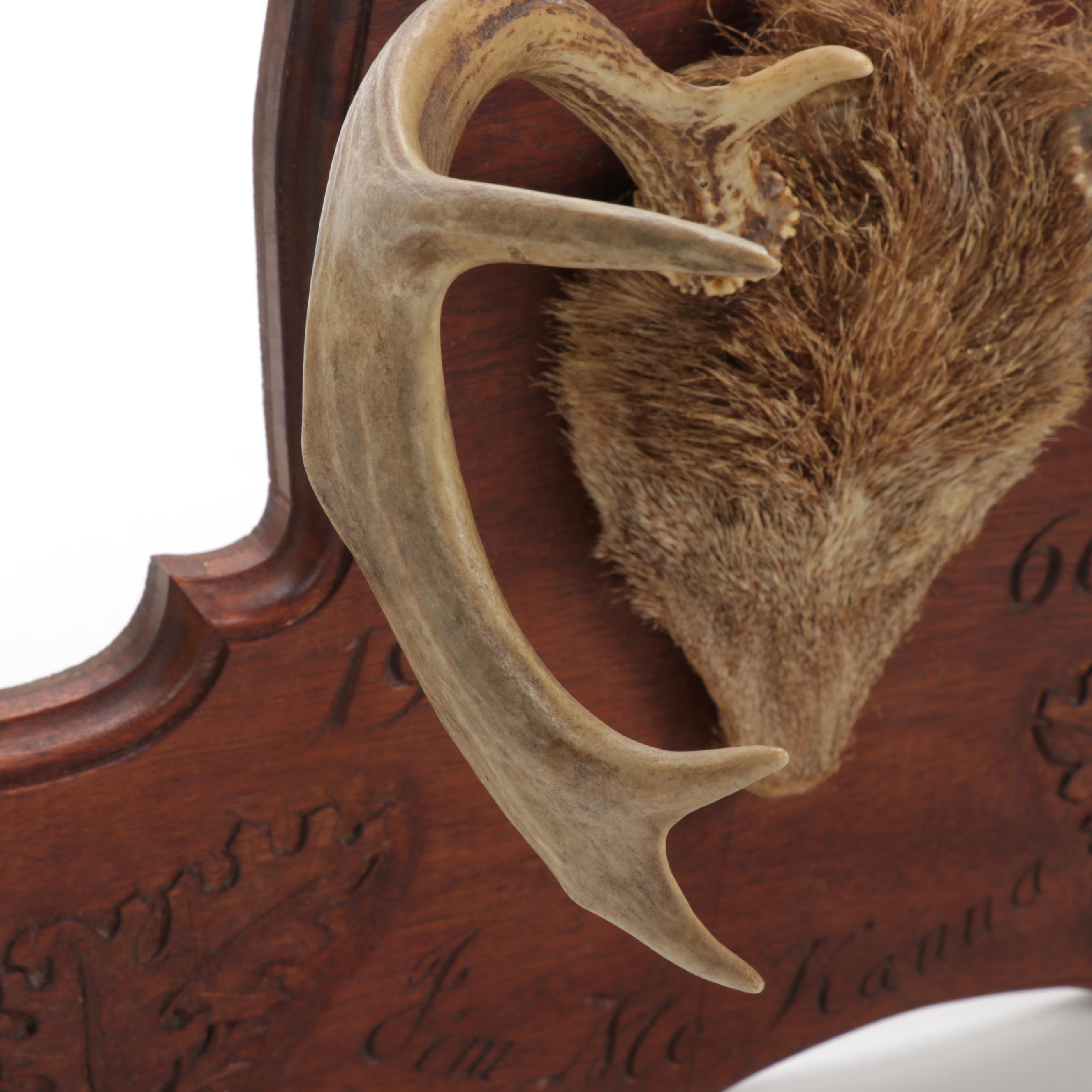 Deer Trophy Mount with Hooves Gun Rack on Carved Walnut Plaque, 1966