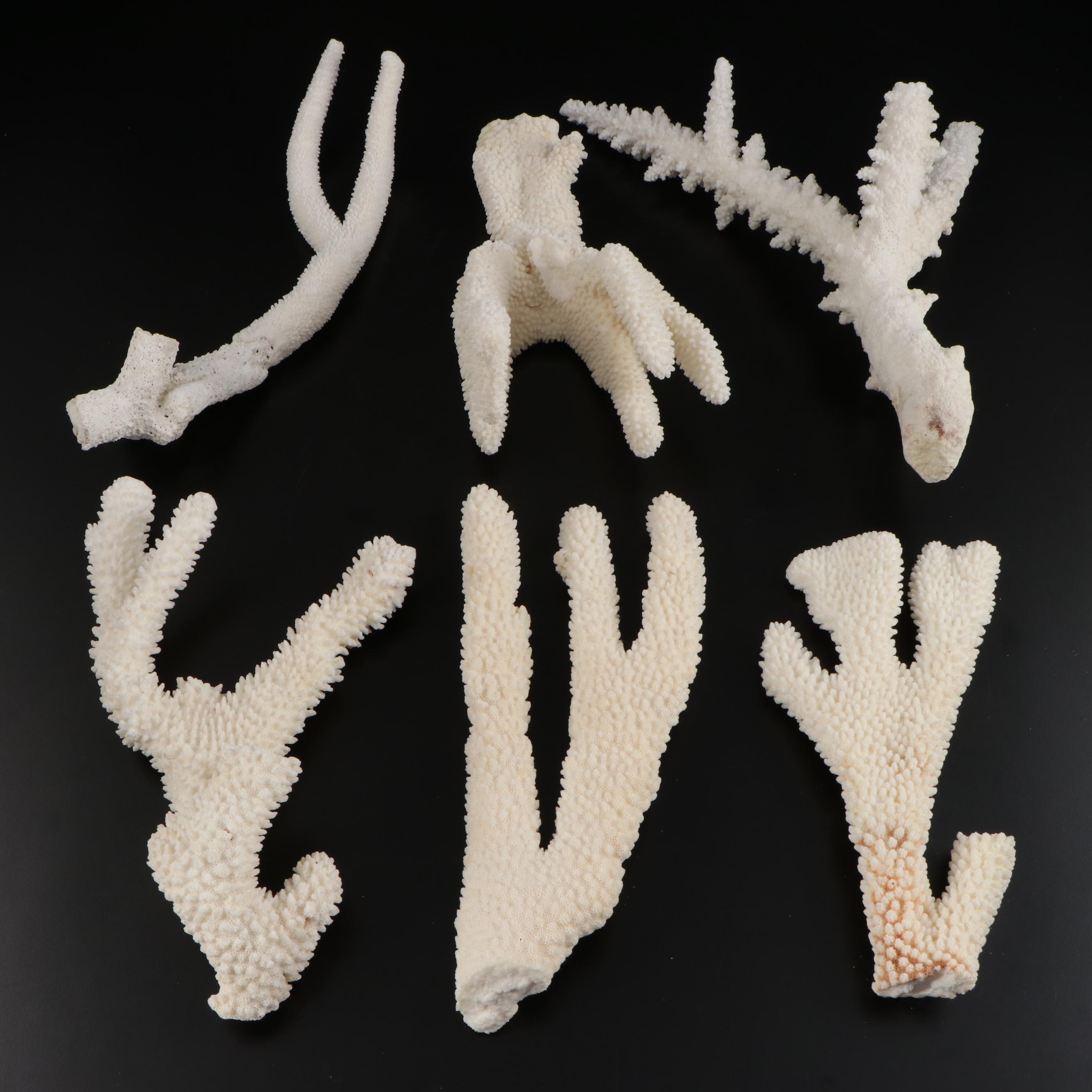 Fossil and Part Fossil Scleractinian Stony Coral Specimens