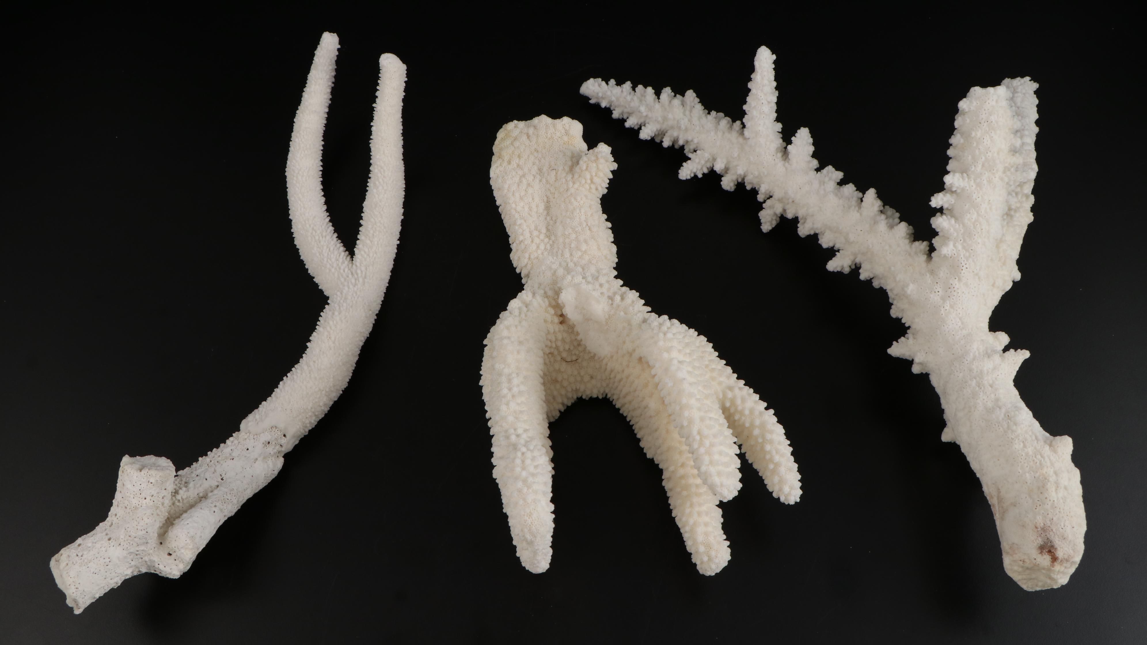 Fossil and Part Fossil Scleractinian Stony Coral Specimens