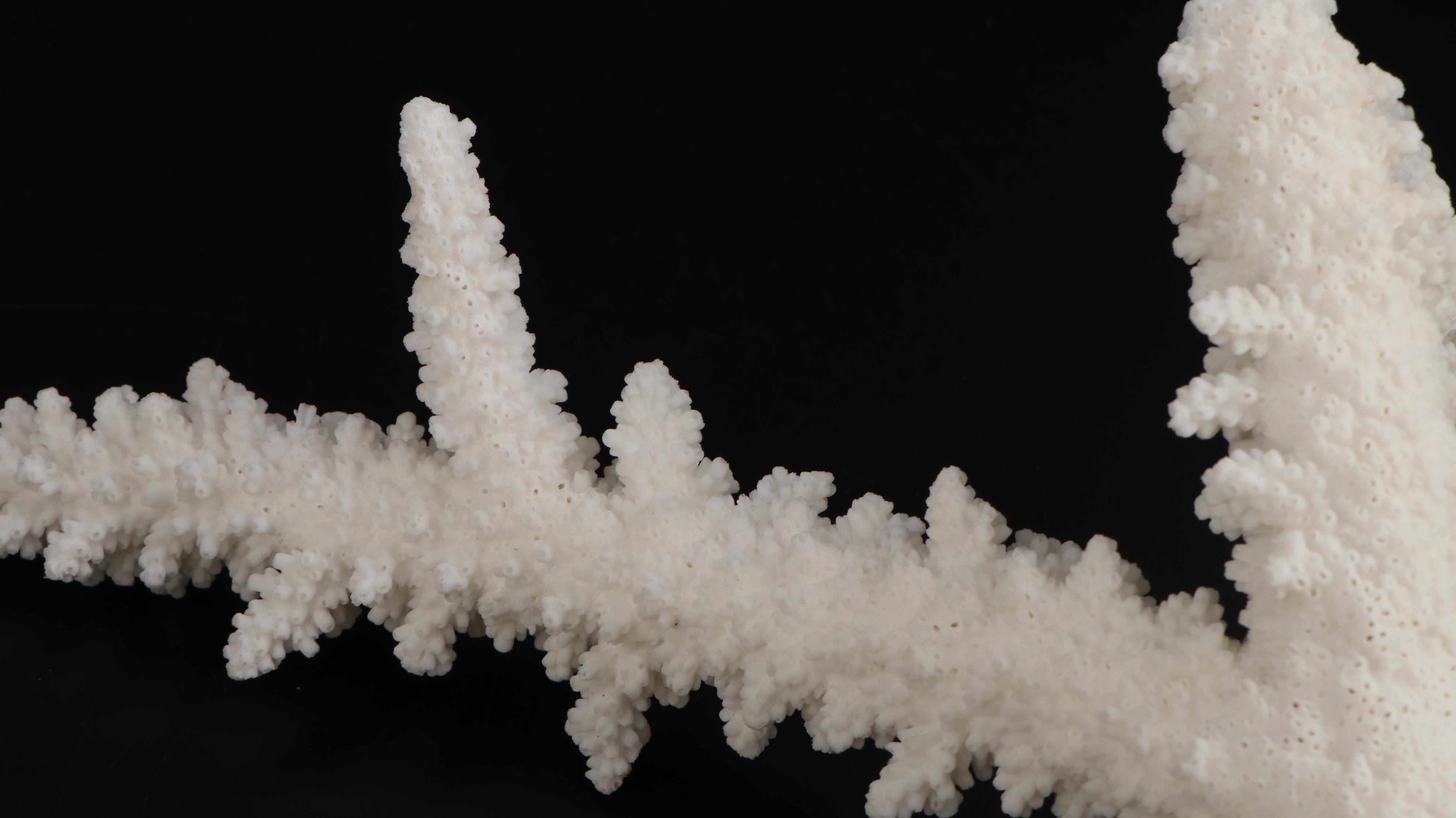 Fossil and Part Fossil Scleractinian Stony Coral Specimens