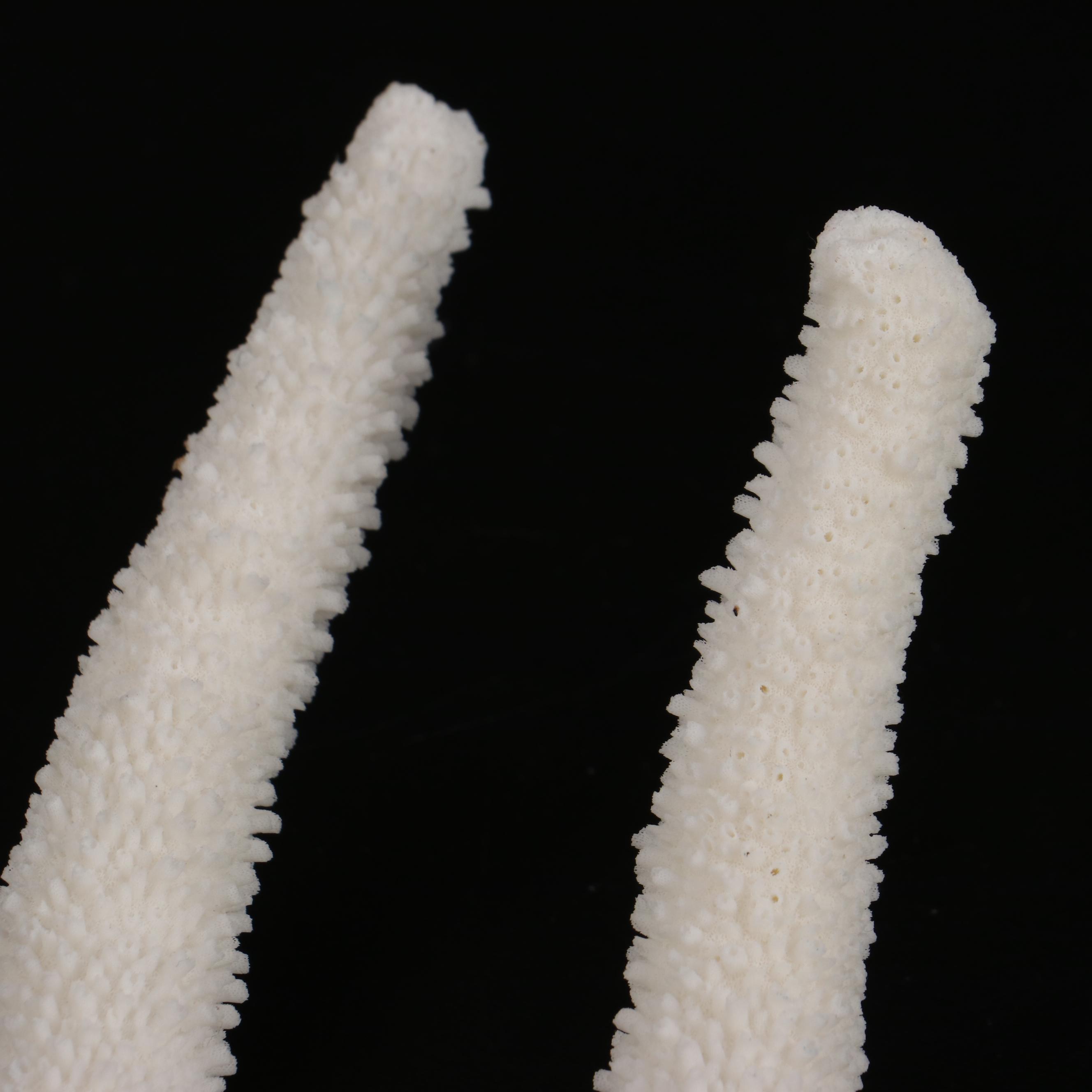 Fossil and Part Fossil Scleractinian Stony Coral Specimens