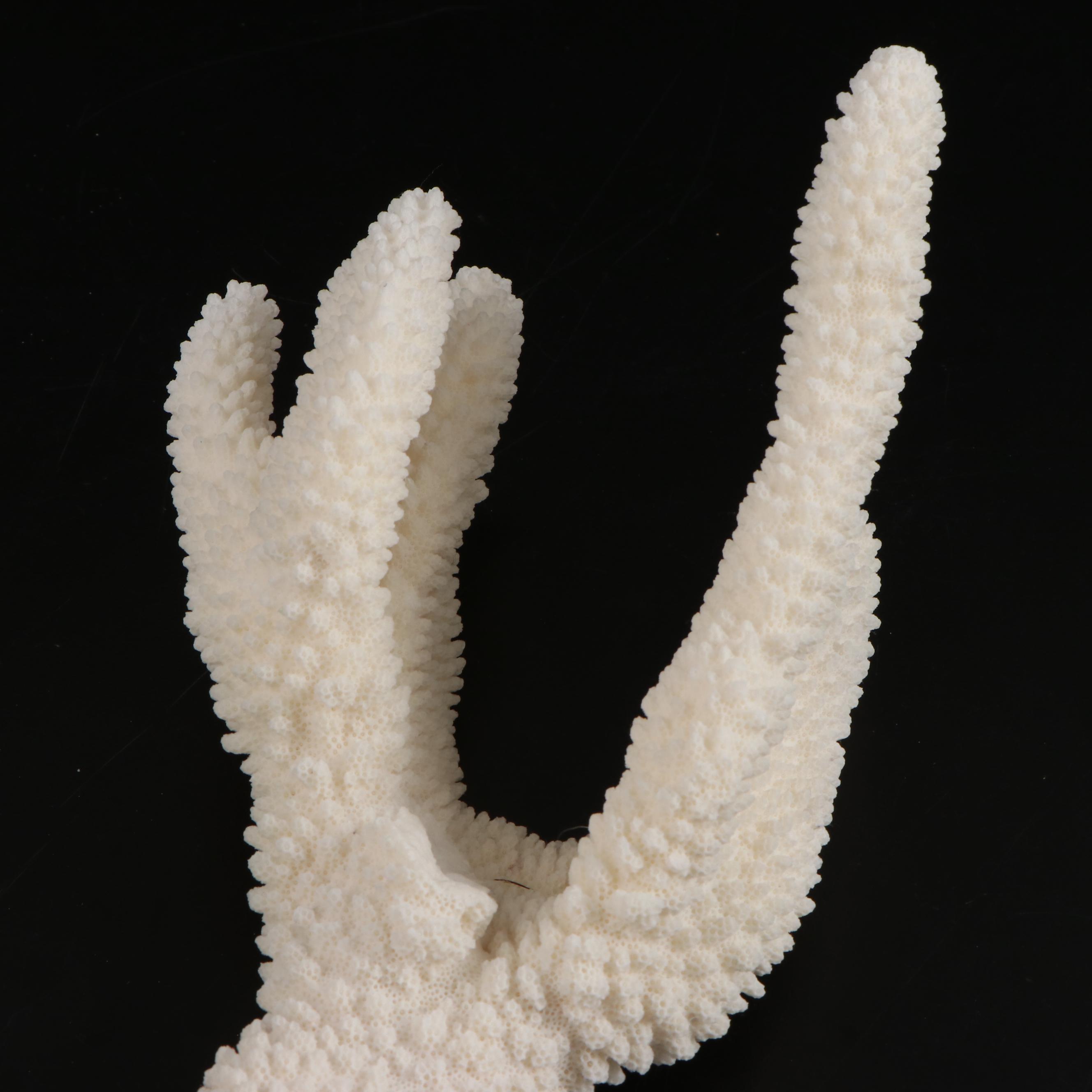 Fossil and Part Fossil Scleractinian Stony Coral Specimens