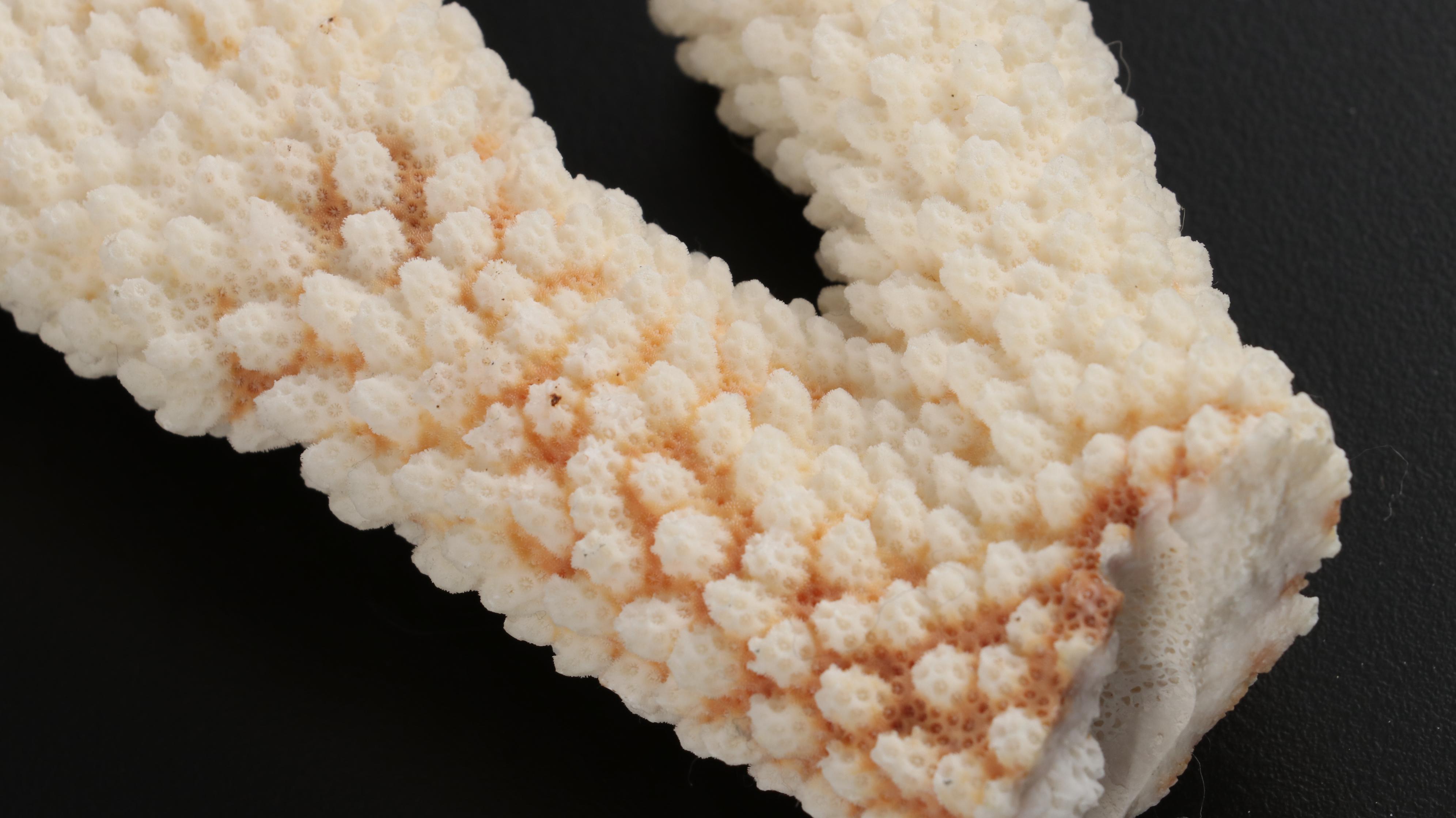 Fossil and Part Fossil Scleractinian Stony Coral Specimens