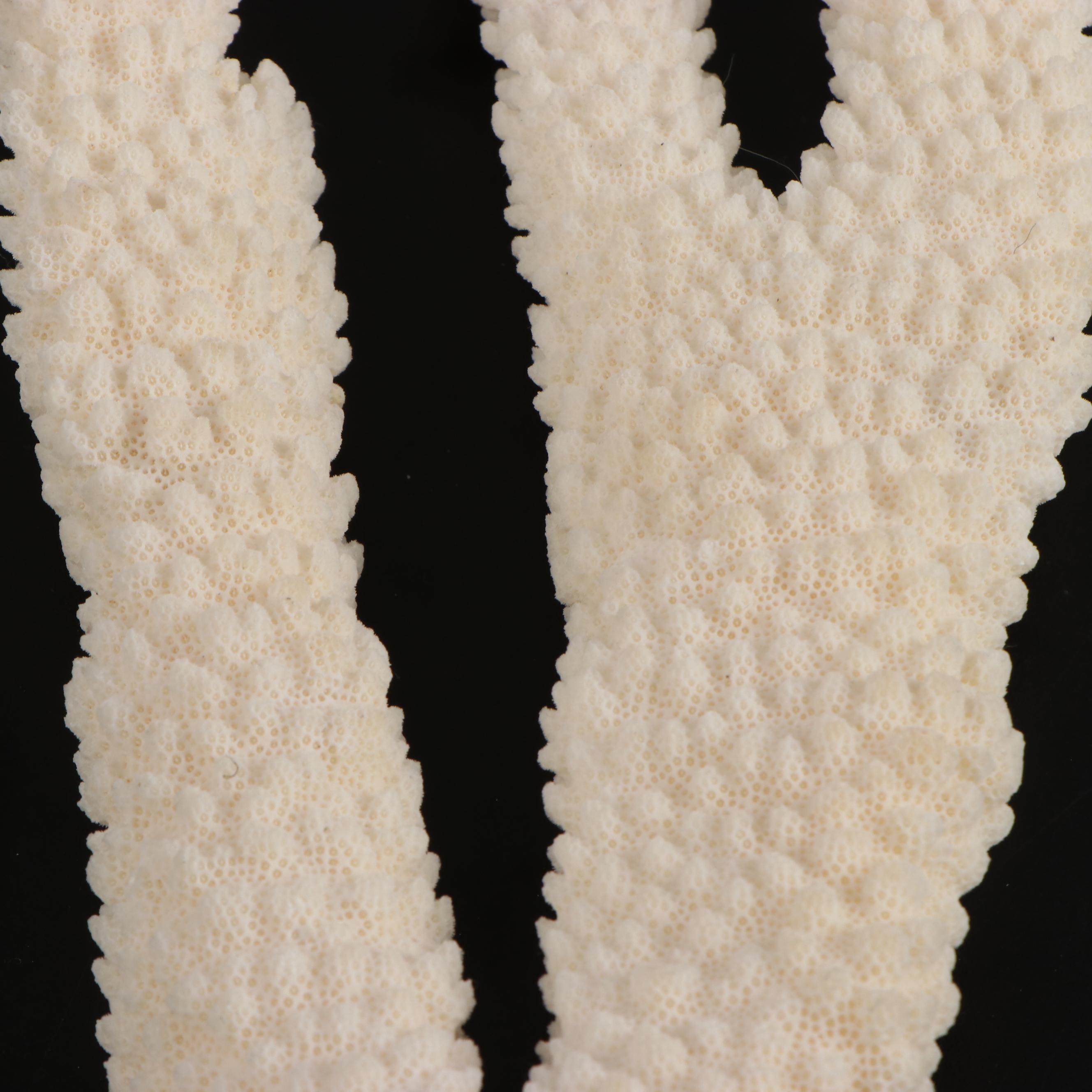 Fossil and Part Fossil Scleractinian Stony Coral Specimens