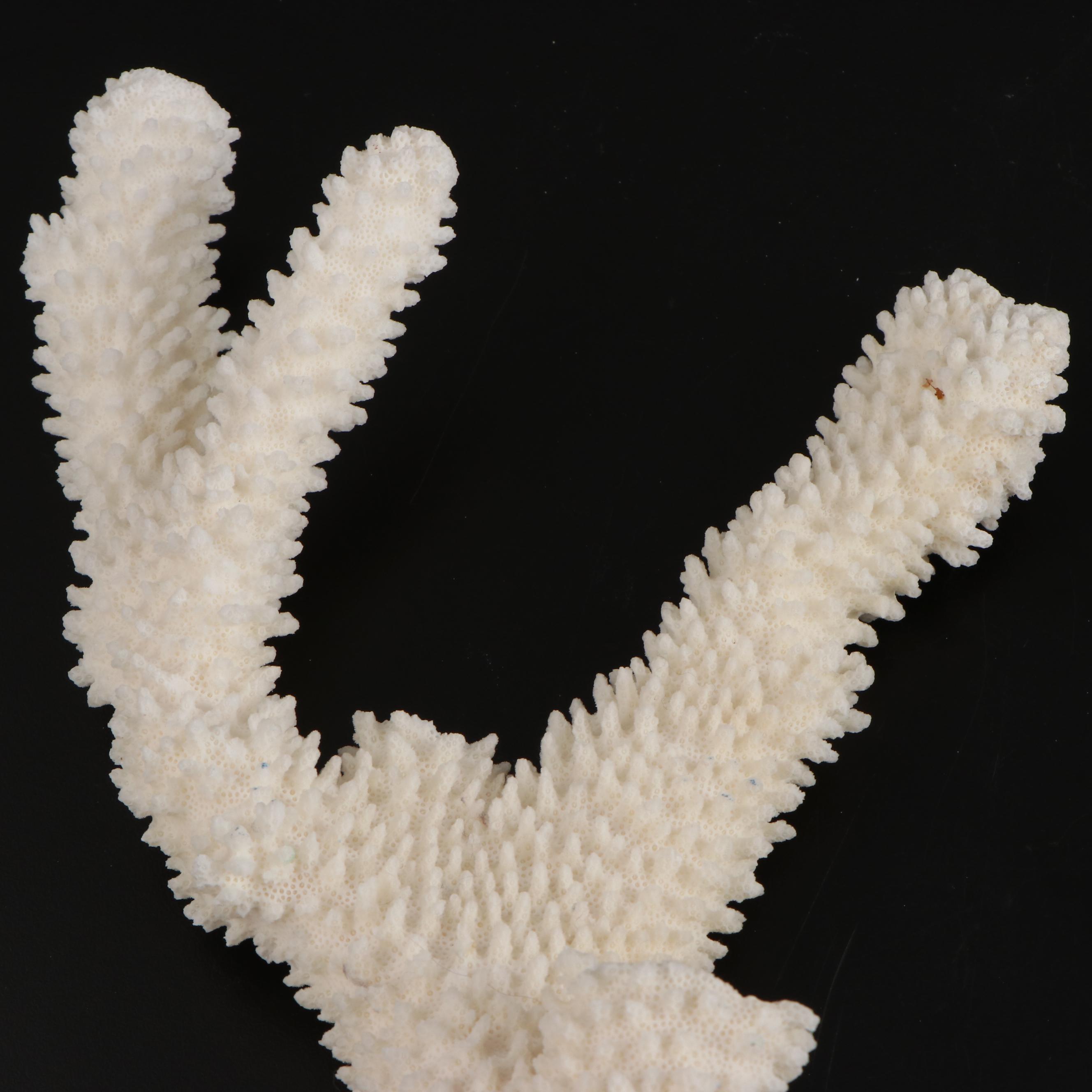 Fossil and Part Fossil Scleractinian Stony Coral Specimens