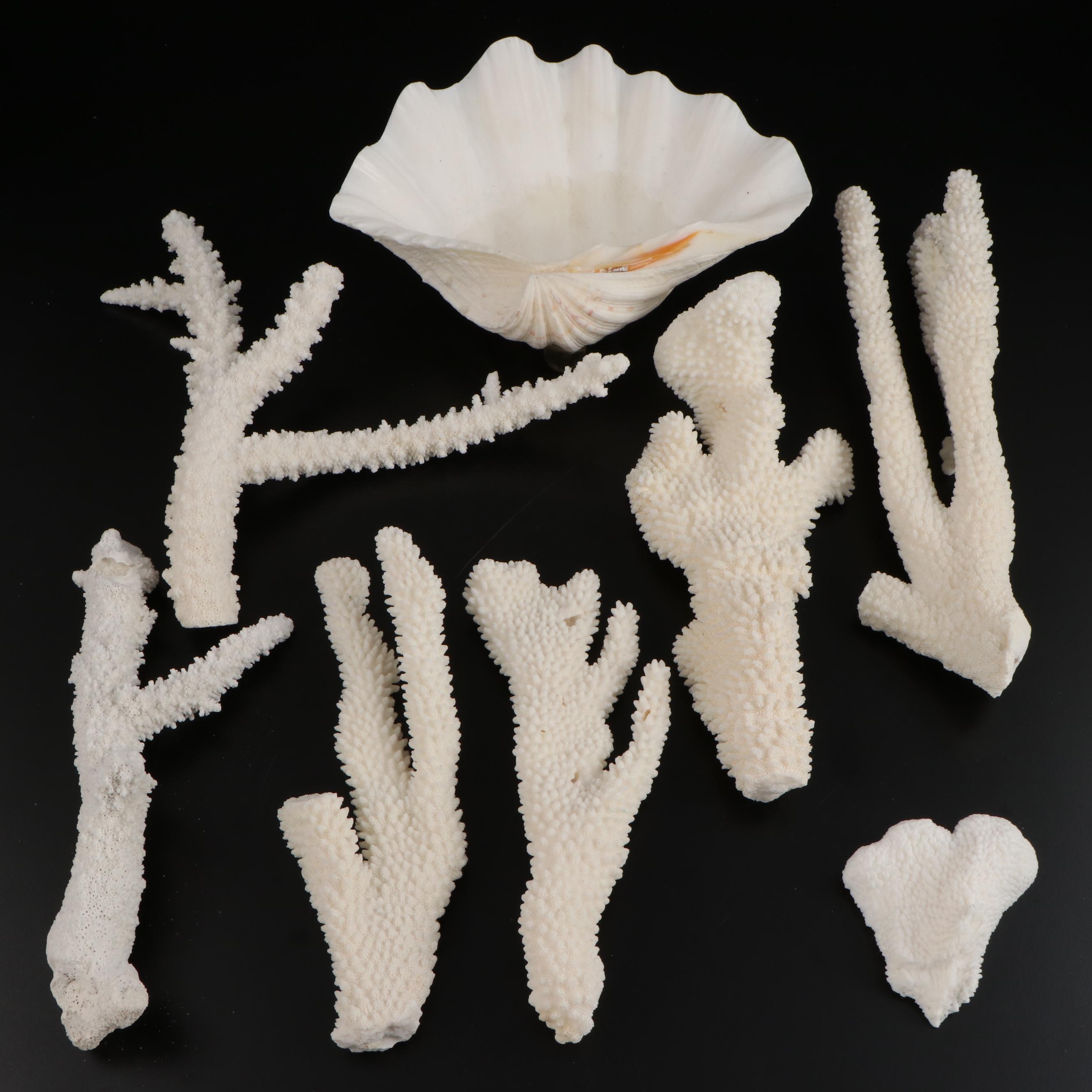 Fossil Scleractinian Stony Coral Specimens and Clam Shell