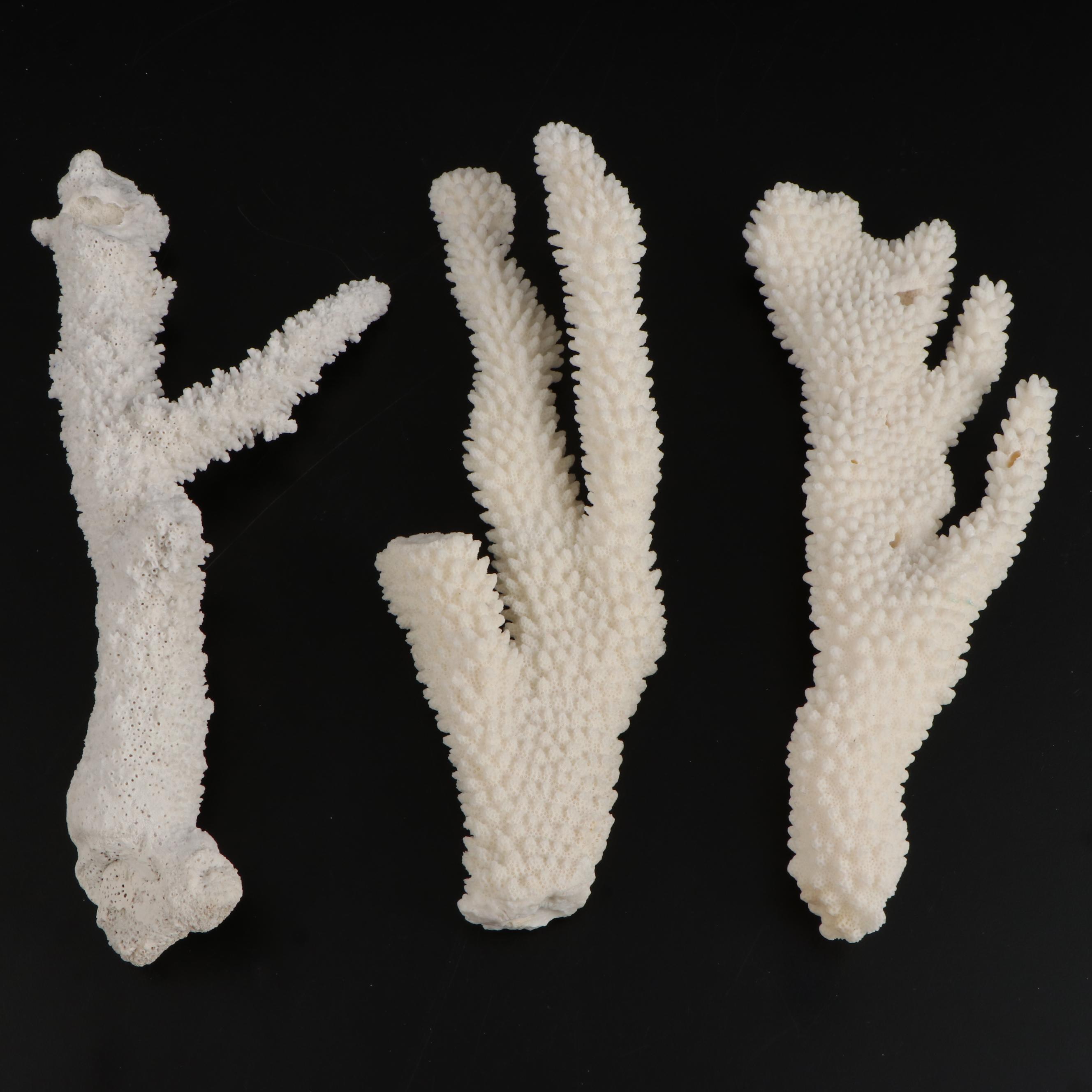 Fossil Scleractinian Stony Coral Specimens and Clam Shell