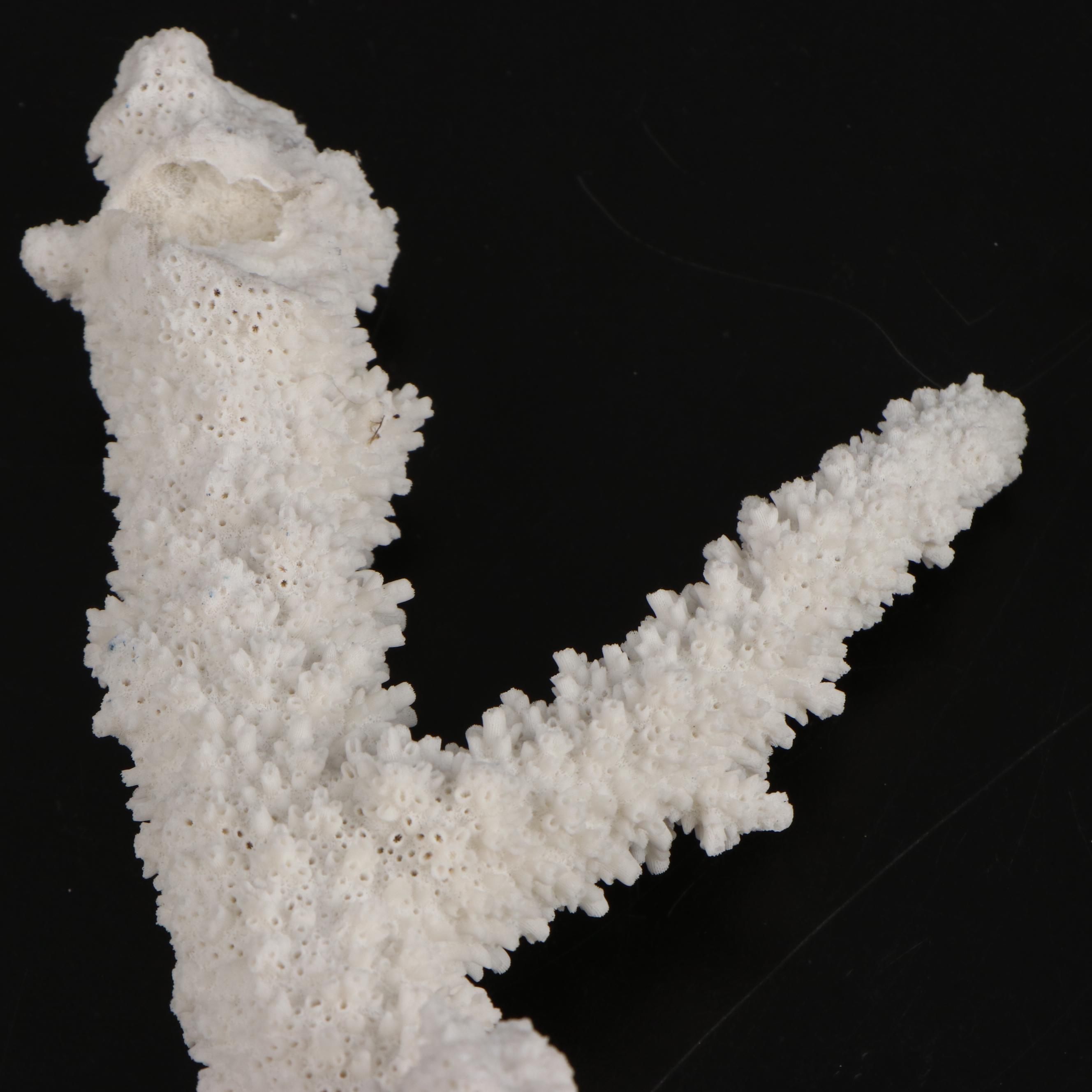 Fossil Scleractinian Stony Coral Specimens and Clam Shell