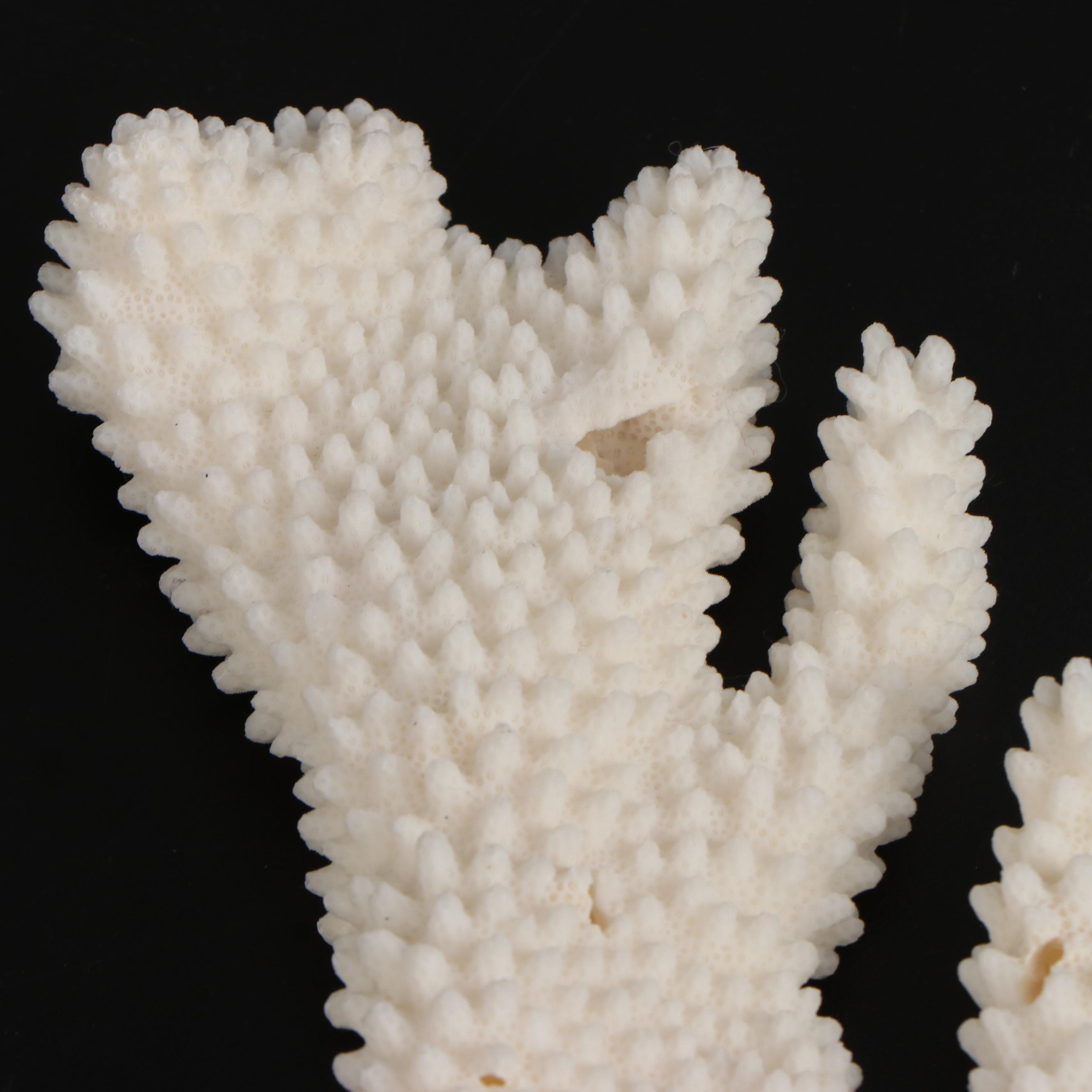 Fossil Scleractinian Stony Coral Specimens and Clam Shell