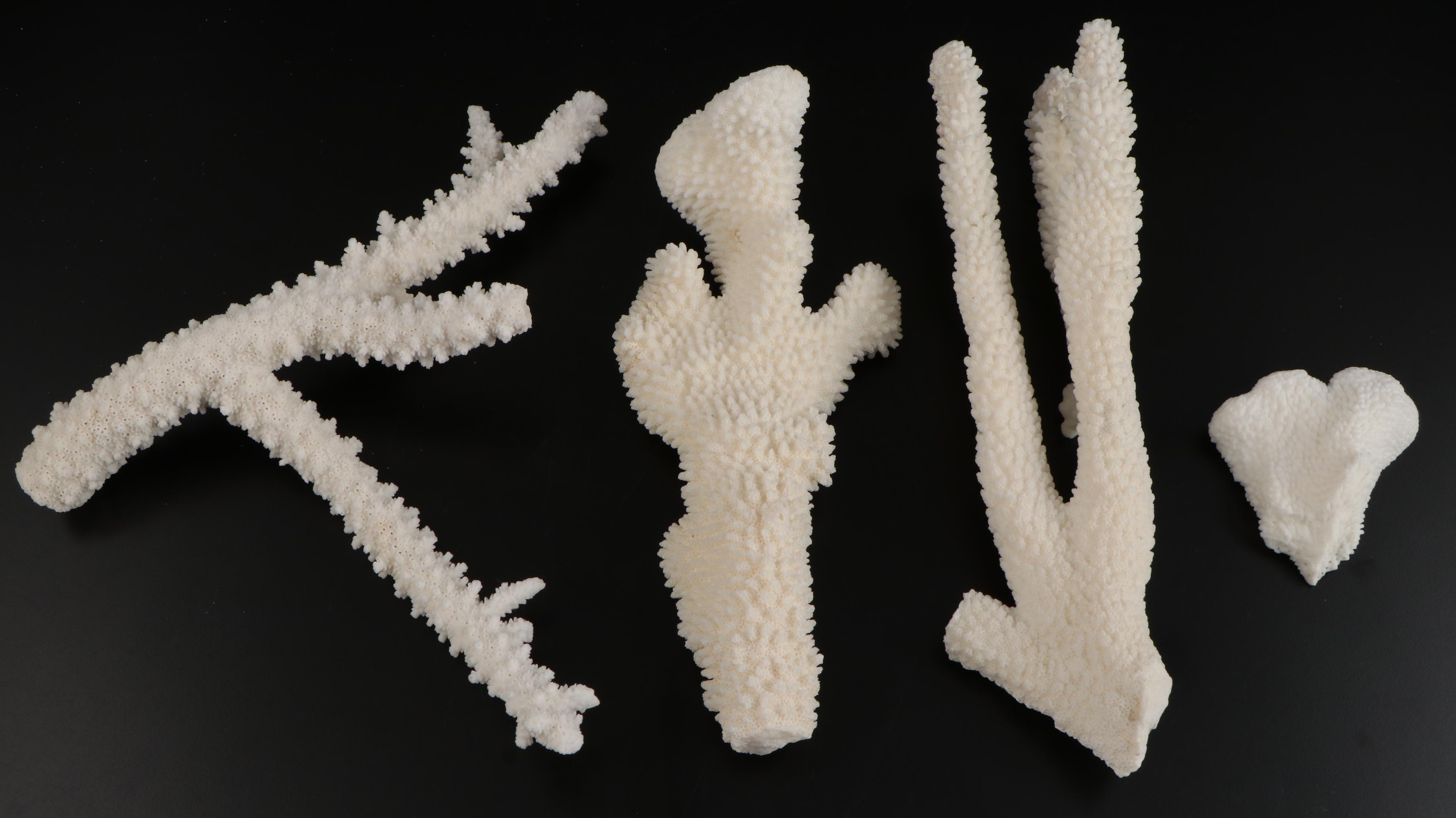 Fossil Scleractinian Stony Coral Specimens and Clam Shell