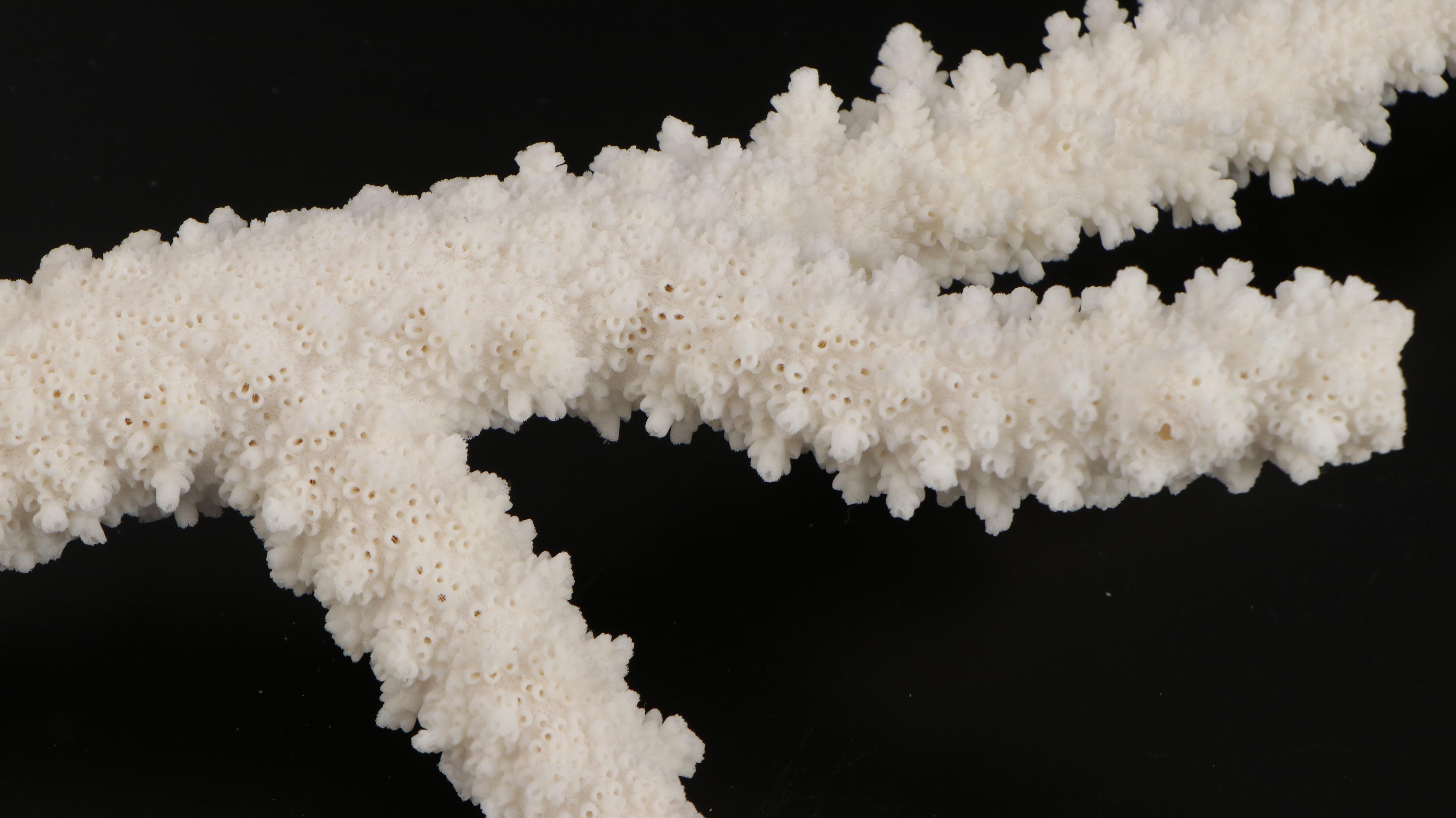 Fossil Scleractinian Stony Coral Specimens and Clam Shell