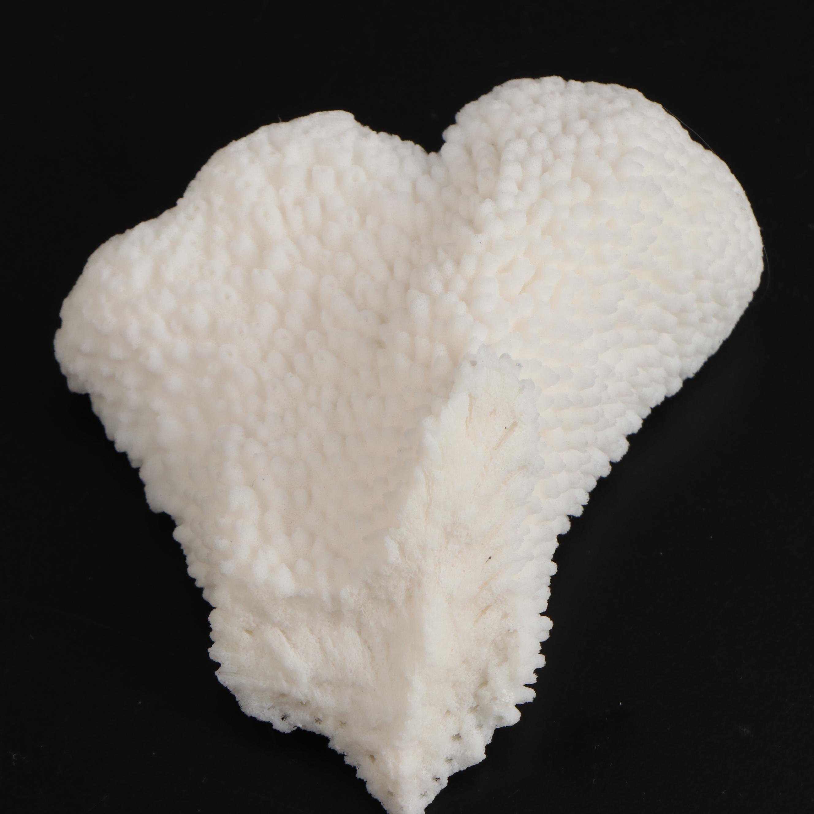 Fossil Scleractinian Stony Coral Specimens and Clam Shell