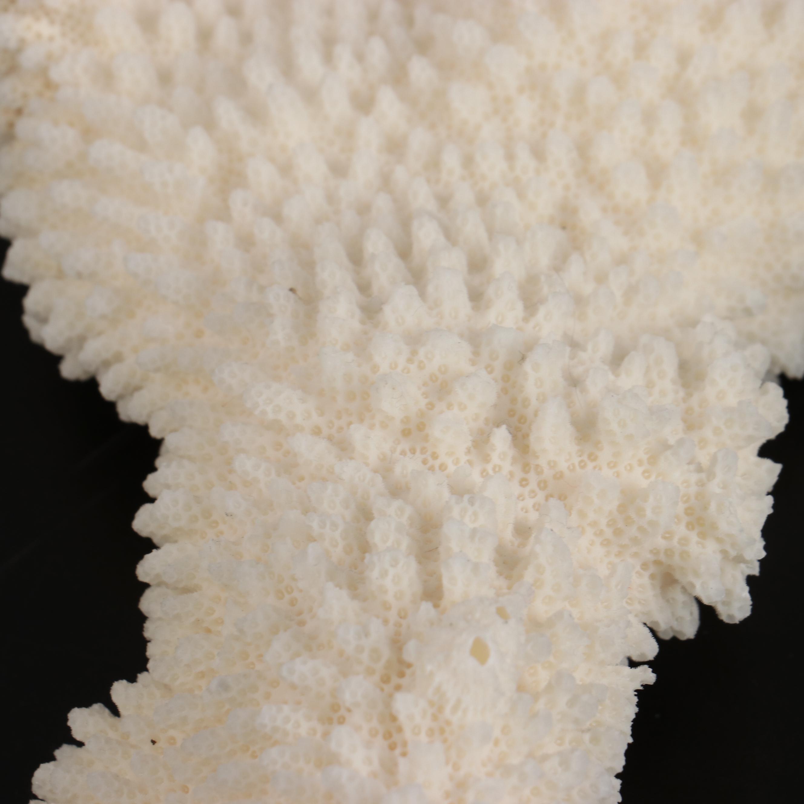 Fossil Scleractinian Stony Coral Specimens and Clam Shell