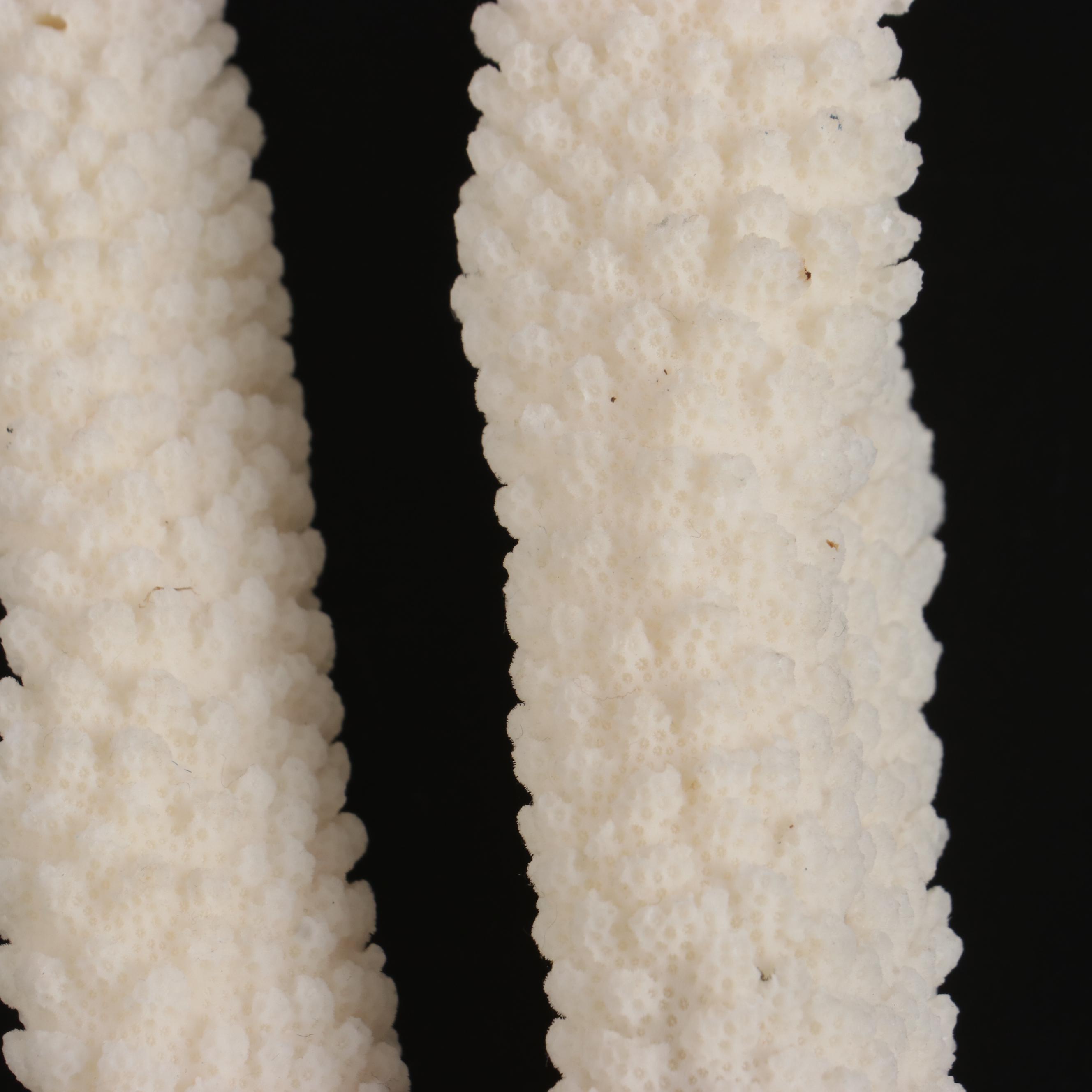 Fossil Scleractinian Stony Coral Specimens and Clam Shell