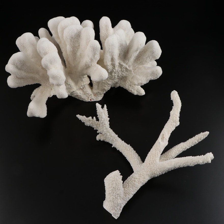 Fossil Scleractinian Stony Coral Specimens