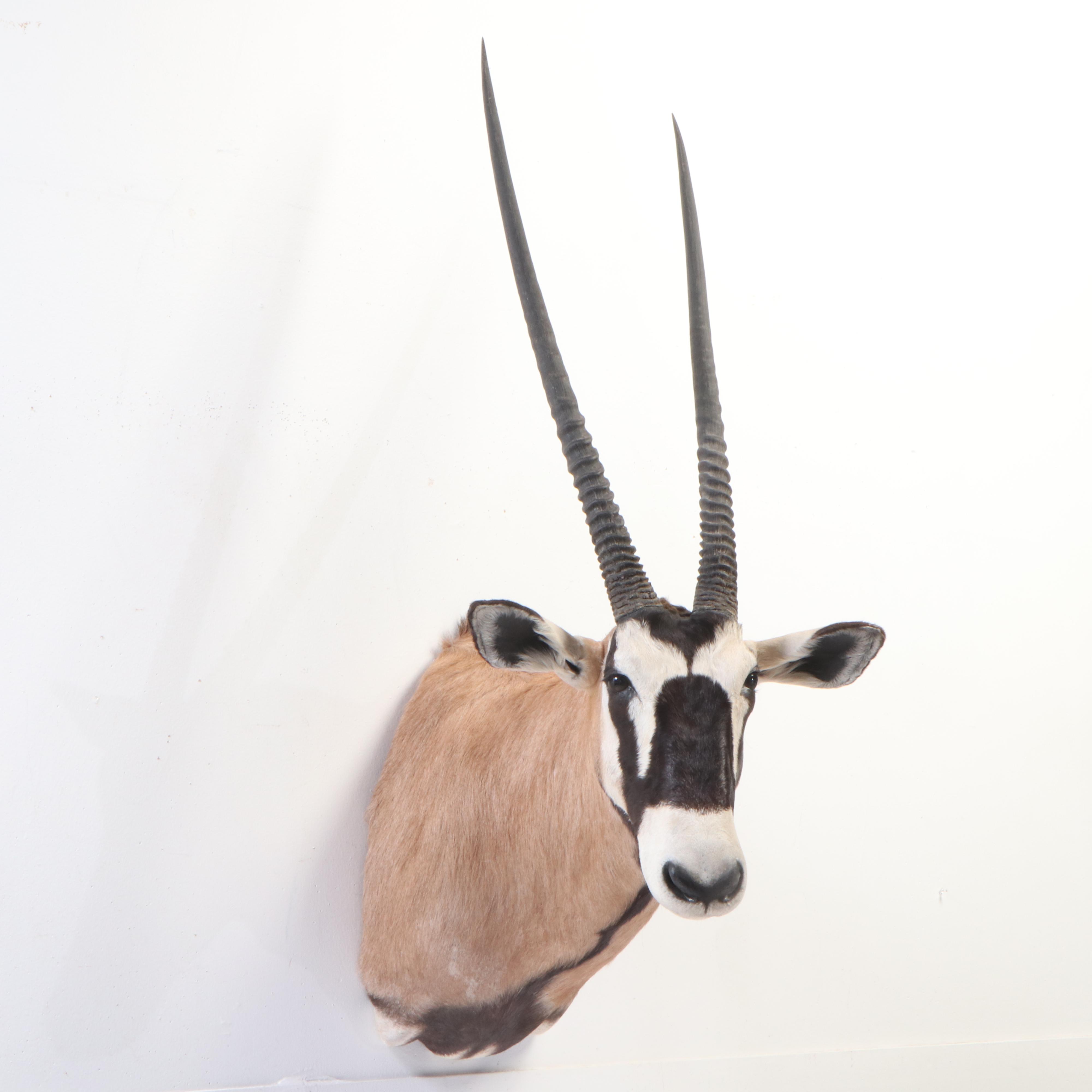 Gemsbok Shoulder Mount Taxidermy