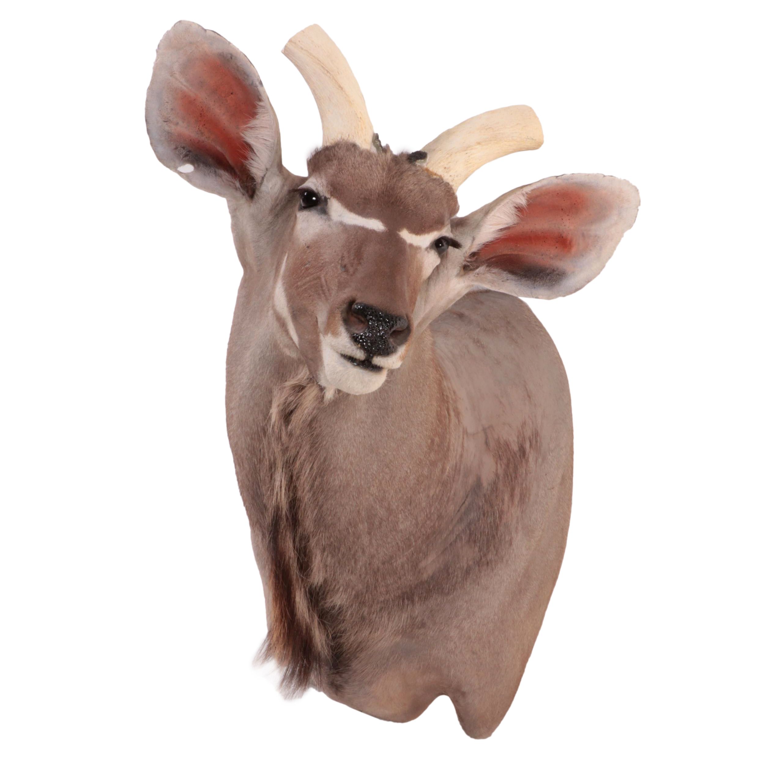 Lesser Kudu Shoulder Mount Taxidermy