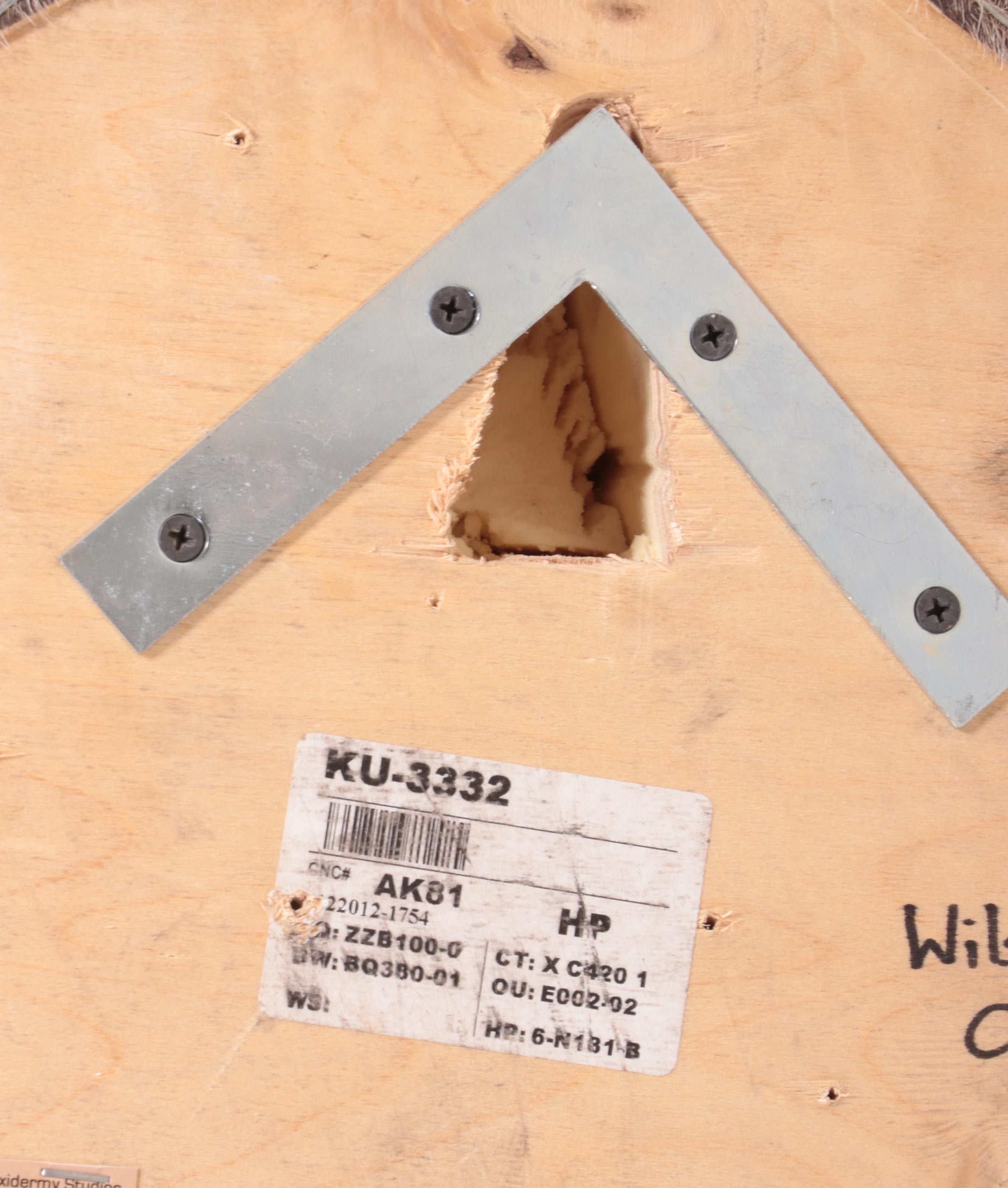 Lesser Kudu Shoulder Mount Taxidermy