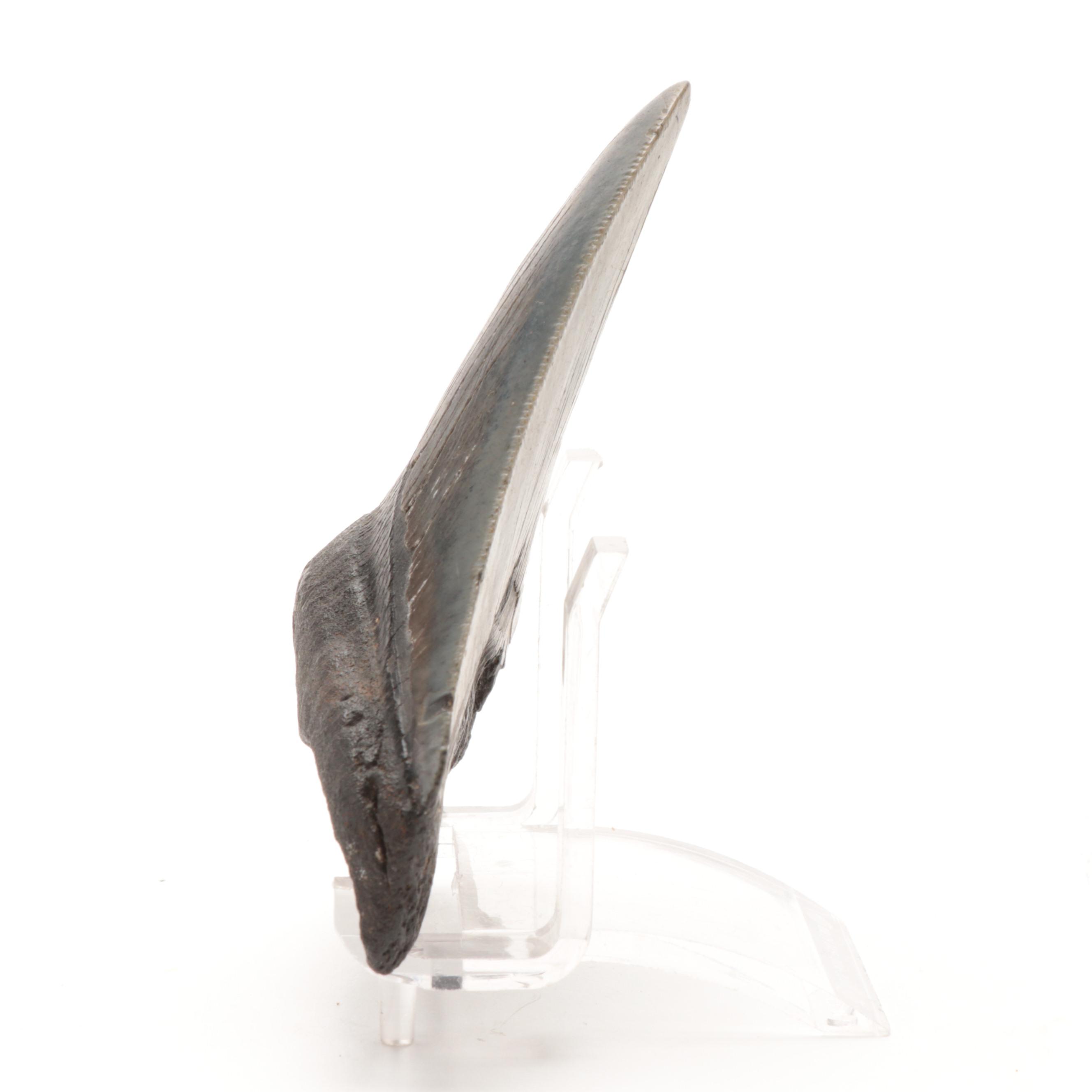 Fossilized Megalodon Tooth Specimen with Stand